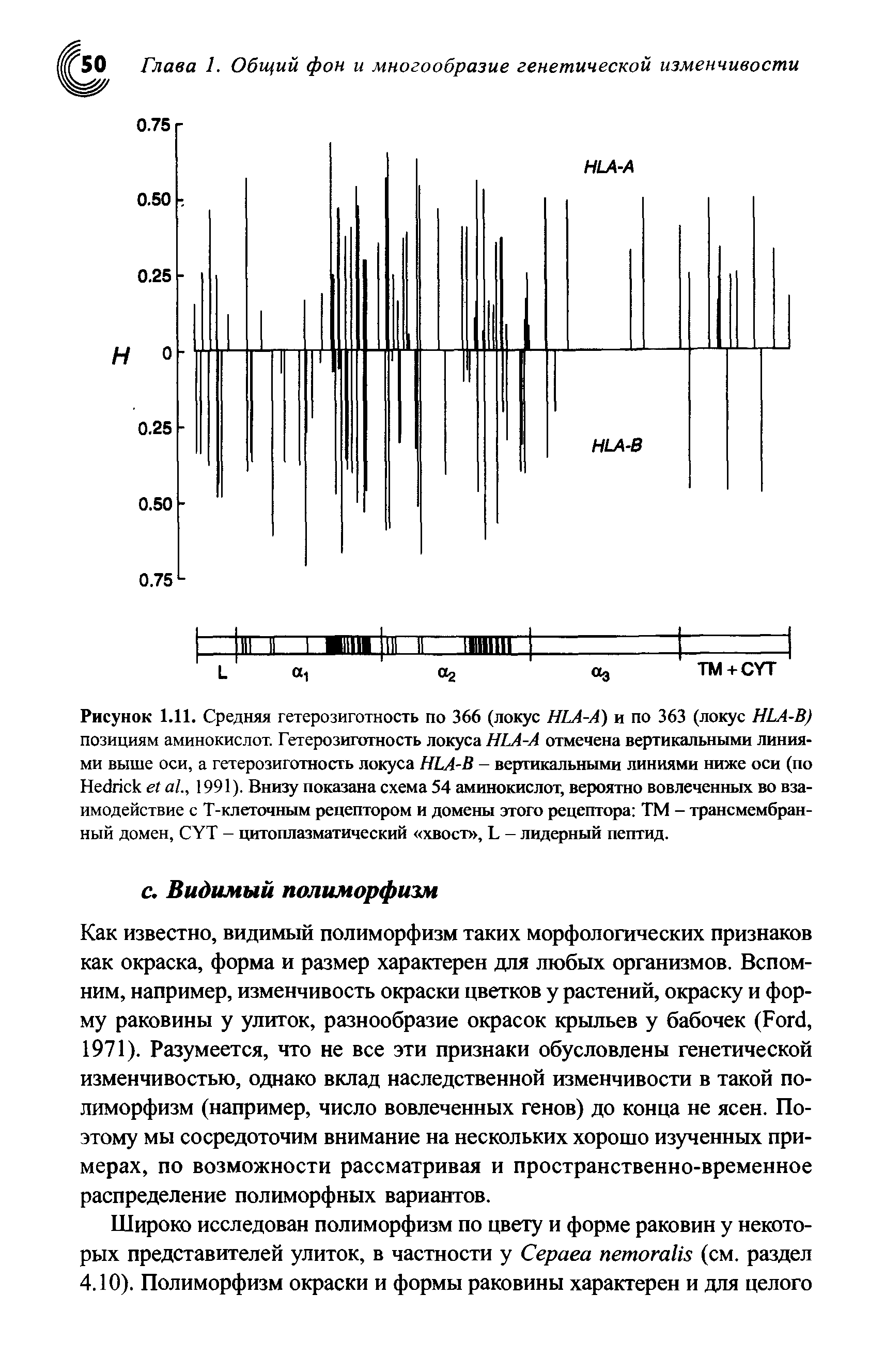 Рисунок 1.11. Средняя гетерозиготность по 366 (локус HLA-A) и по 363 (локус HLA-B) позициям аминокислот. Гетерозиготность локуса HLA-A отмечена вертикальными линиями выше оси, а гетерозиготность локуса HLA-B - вертикальными линиями ниже оси (по H ., 1991). Внизу показана схема 54 аминокислот, вероятно вовлеченных во взаимодействие с Т-клеточным рецептором и домены этого рецептора ТМ - трансмембранный домен, CYT - цитоплазматический хвост , L - лидерный пептид.