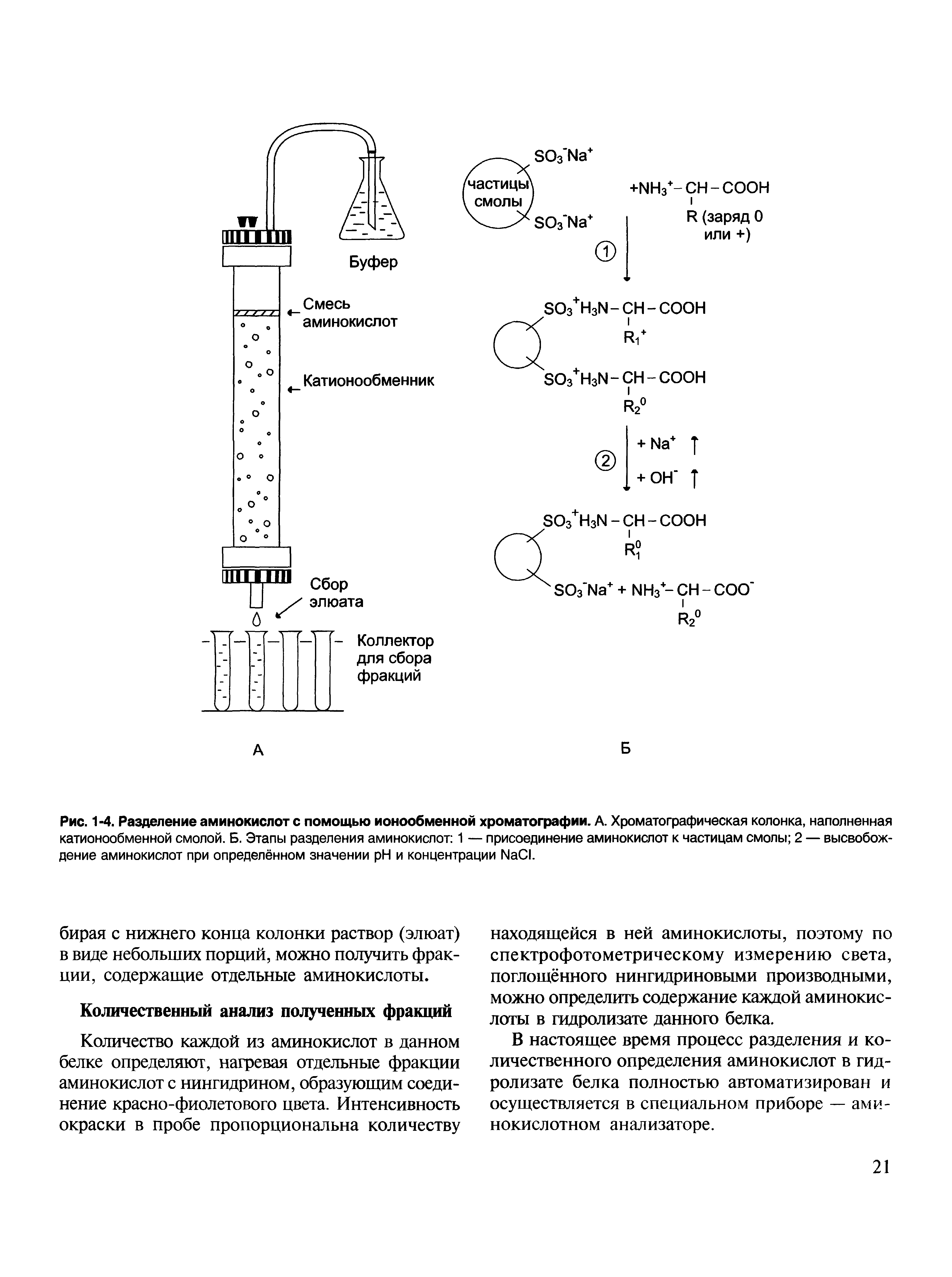 Рис. 1-4. Разделение аминокислот с помощью ионообменной хроматографии. А. Хроматографическая колонка, наполненная катионообменной смолой. Б. Этапы разделения аминокислот 1 — присоединение аминокислот к частицам смолы 2 — высвобождение аминокислот при определённом значении H и концентрации ИаС .