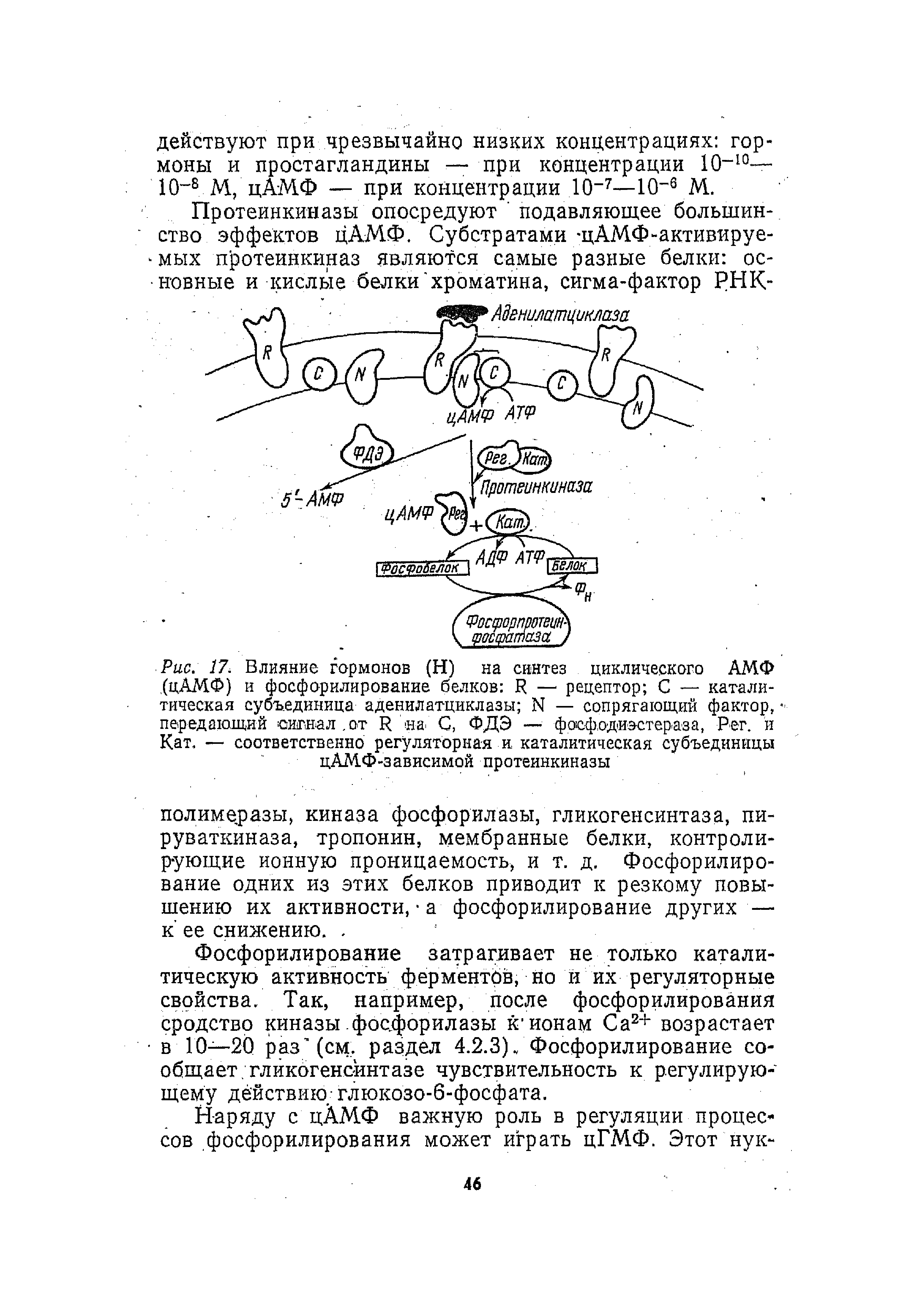 Рис. 17. Влияние гормонов (Н) на синтез циклического АМФ. (цАМФ) и фосфорилирование белков R — рецептор С — каталитическая субъединица аденилатциклазы N — сопрягающий фактор, передающий сигнал.от R иа, С, ФДЭ — фосфодиэстераза, Рет. и Кат. — соответственно регуляторная и, каталитическая субъединицы цАМФ-зависимой протеинкиназы...