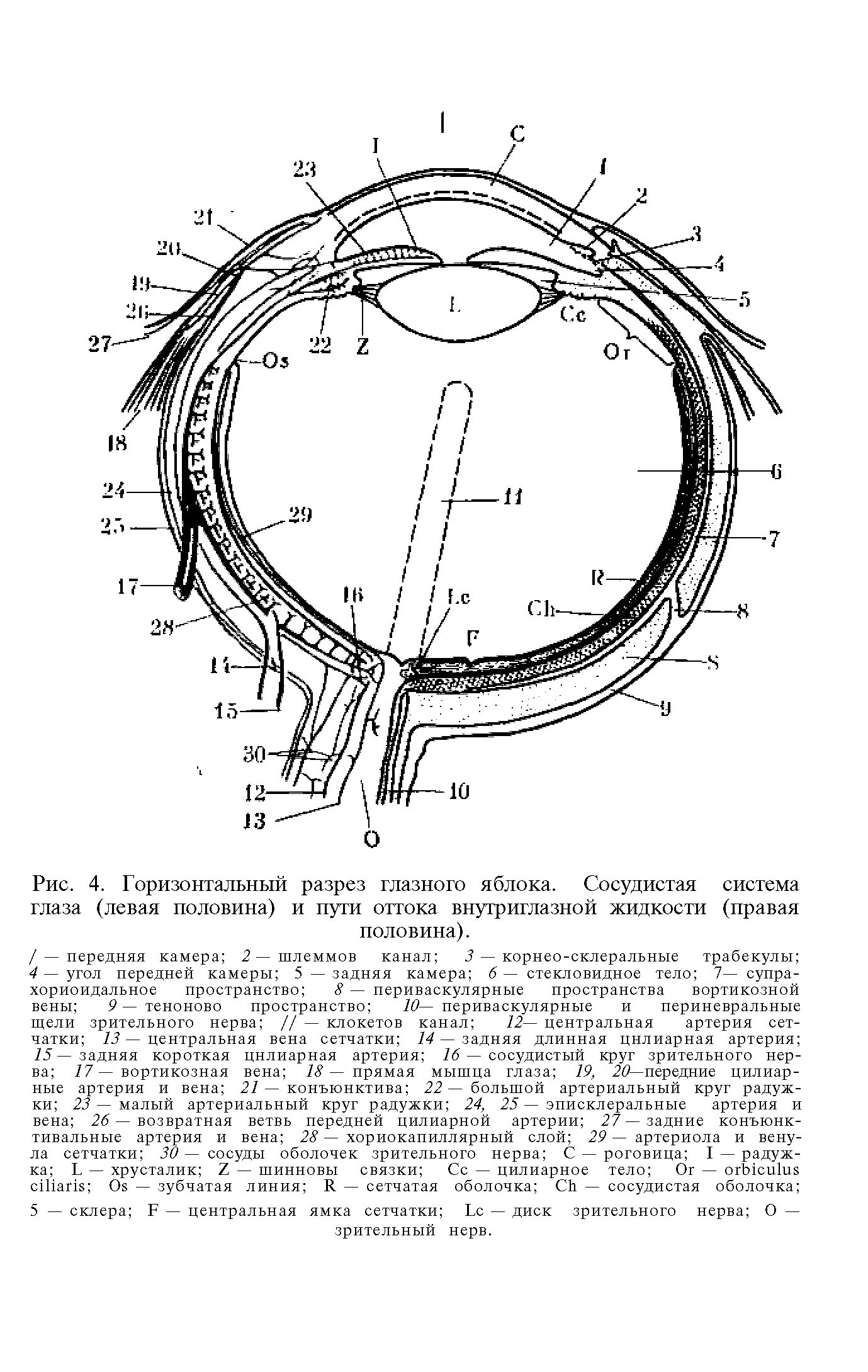 Рис. 4. Горизонтальный разрез глазного яблока. Сосудистая система глаза (левая половина) и пути оттока внутриглазной жидкости (правая половина).
