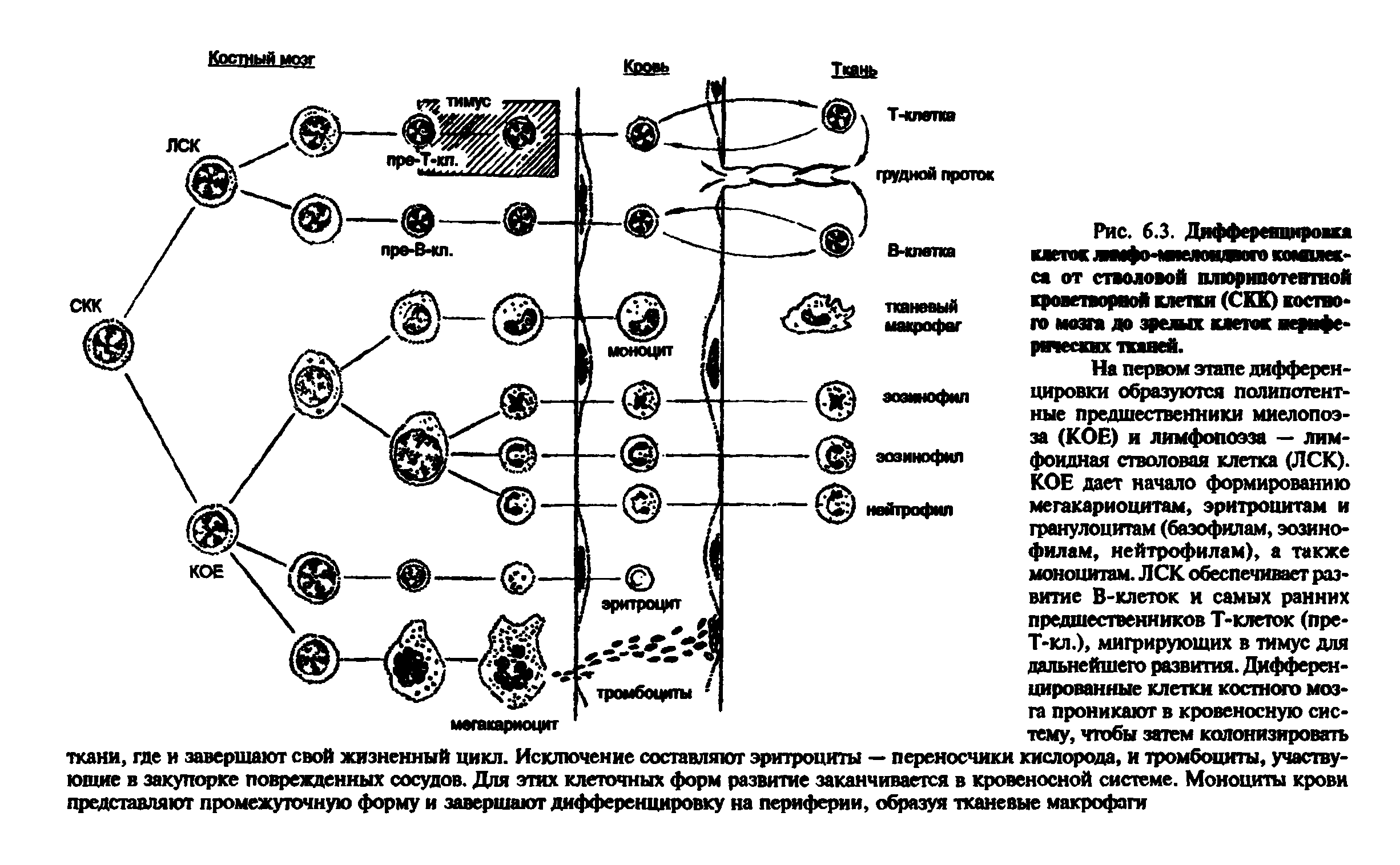 Рис. 6.3. Дифференцировка са от стволовой плюрипотентной кроветворной клетки (СКК) костного мозга до зрелых клеток иерифе ...