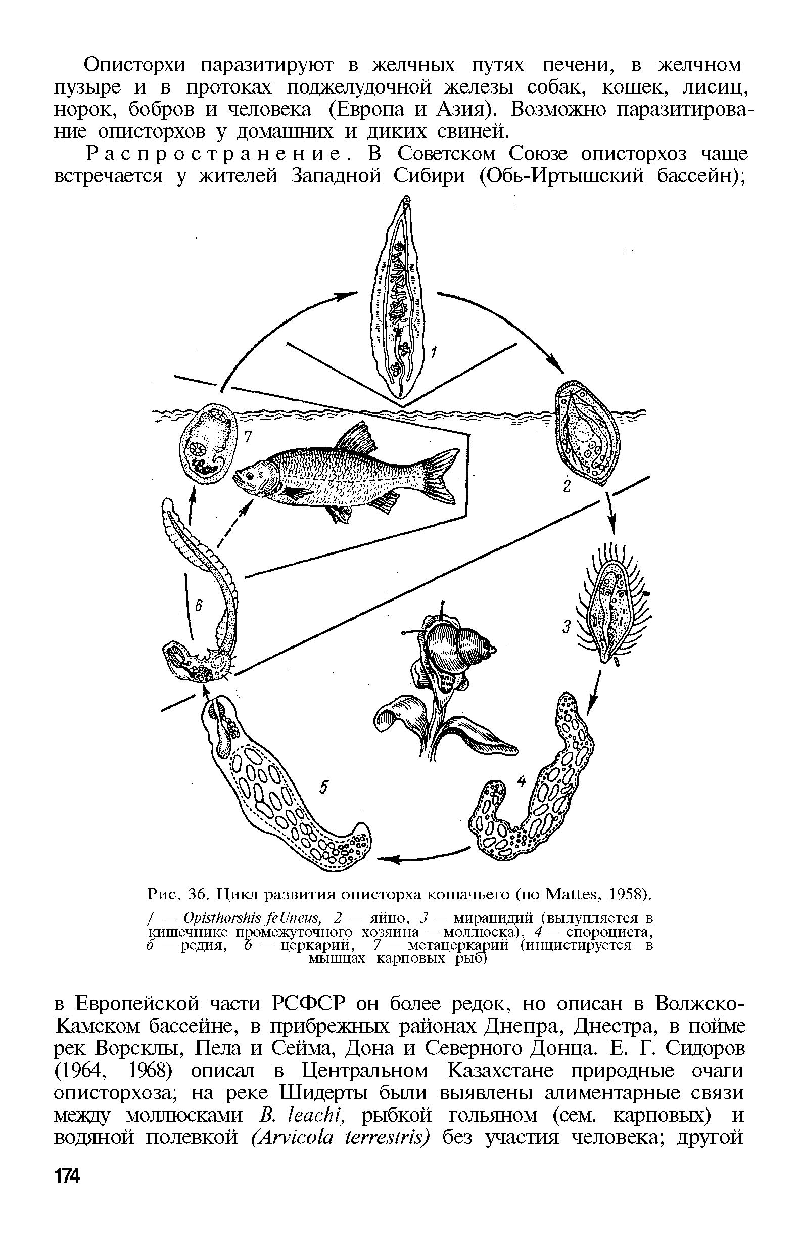 Рис. 36. Цикл развития описторха кошачьего (по M , 1958). / — O U , 2 — яйцо, 3 — мирацидий (вылупляется в кишечнике промежуточного хозяина — моллюска), 4 — спороциста, б — редия, 6 — церкарий, 7 — метацеркарий (инцистируется в мышцах карповых рыб)...