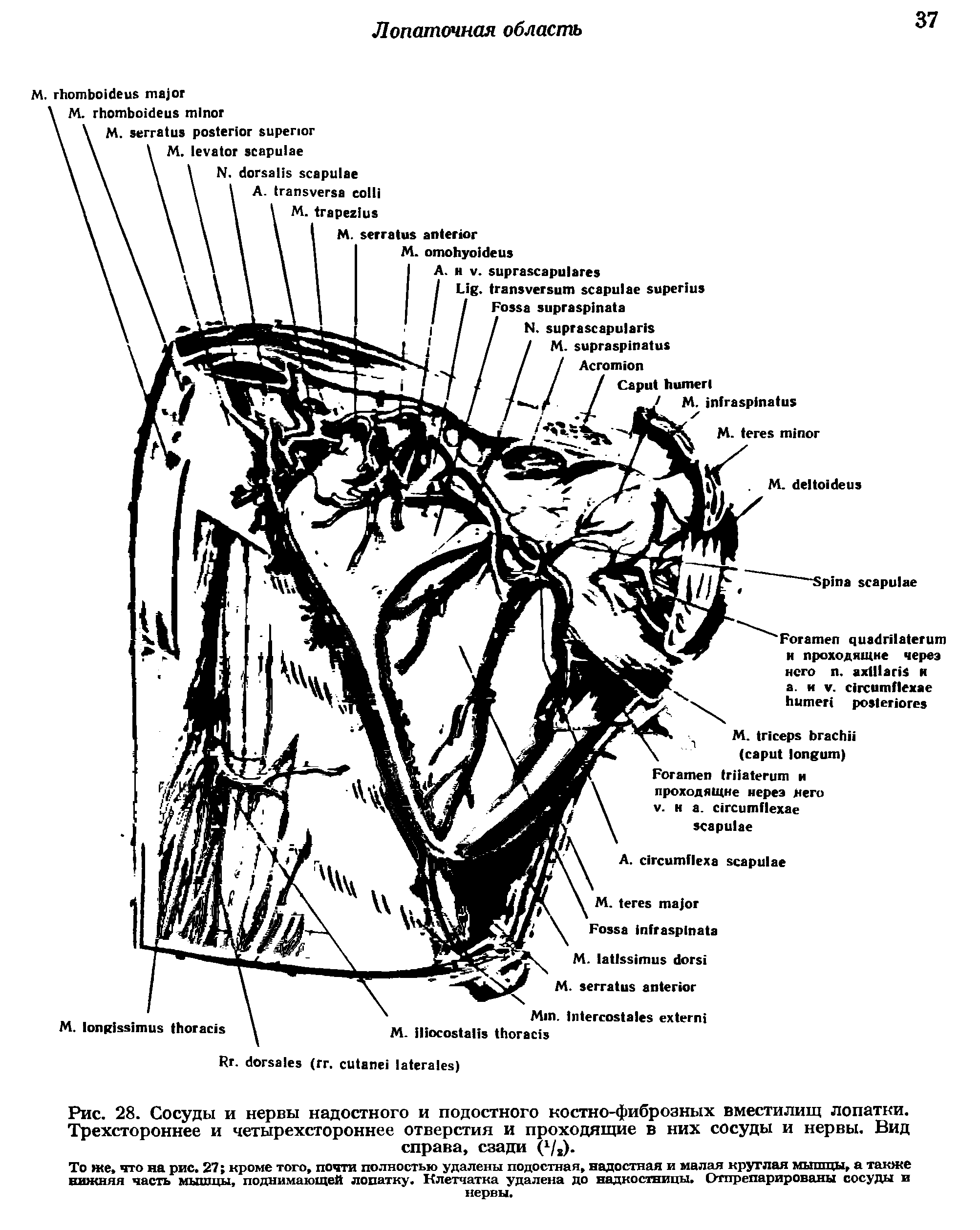 Рис. 28. Сосуды и нервы надостного и подостного костно-фиброзных вместилищ лопатки. Трехстороннее и четырехстороннее отверстия и проходящие в них сосуды и нервы. Вид справа, сзади (х/,).