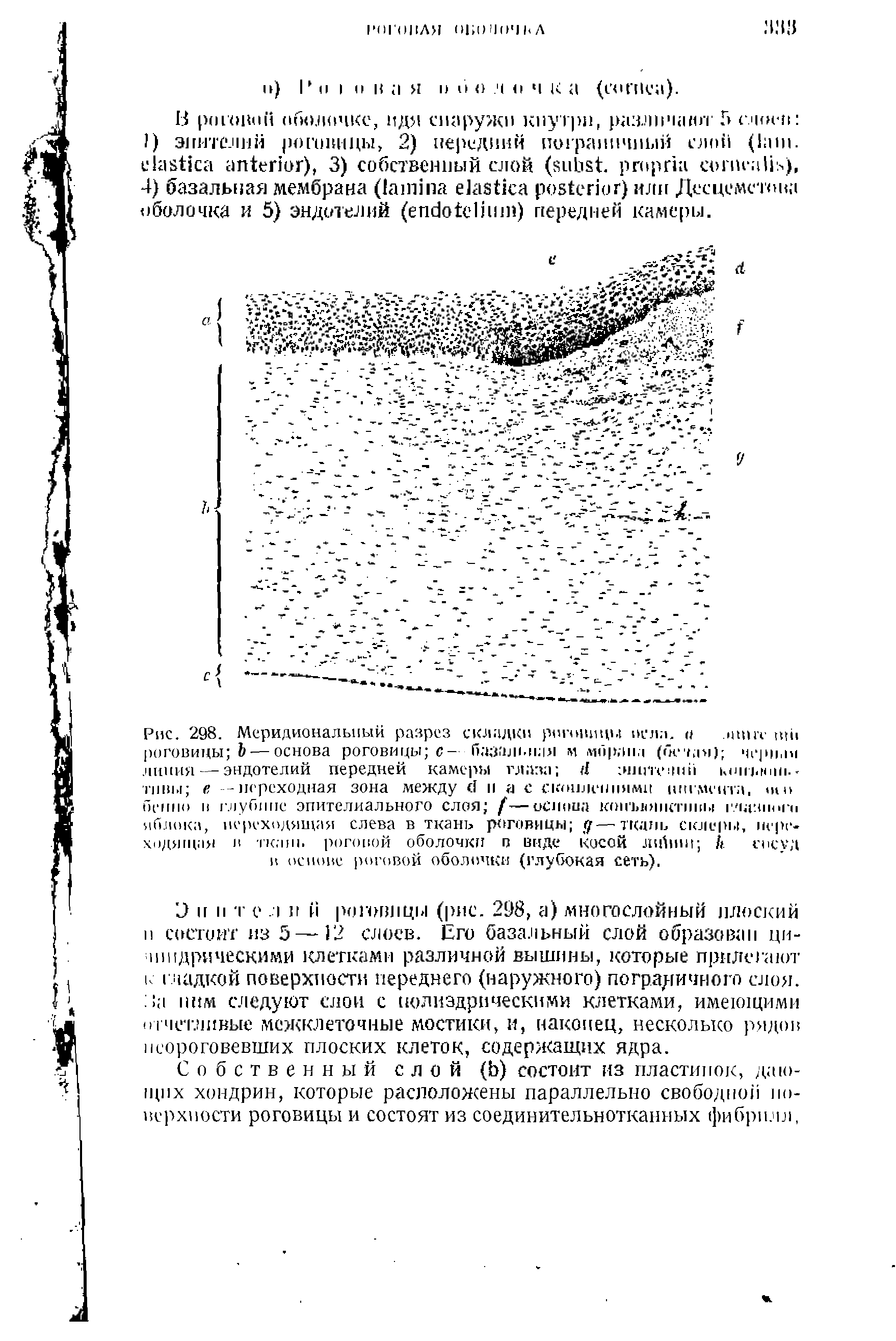 Рис. 298. Меридиональный разрез складки роговицы пела, о шик щи роговицы Ъ — основа роговицы с- (шальная и моряна (оечяя) морнои линия — эндотелий передней камеры глаза (I шипений ь,ыны.