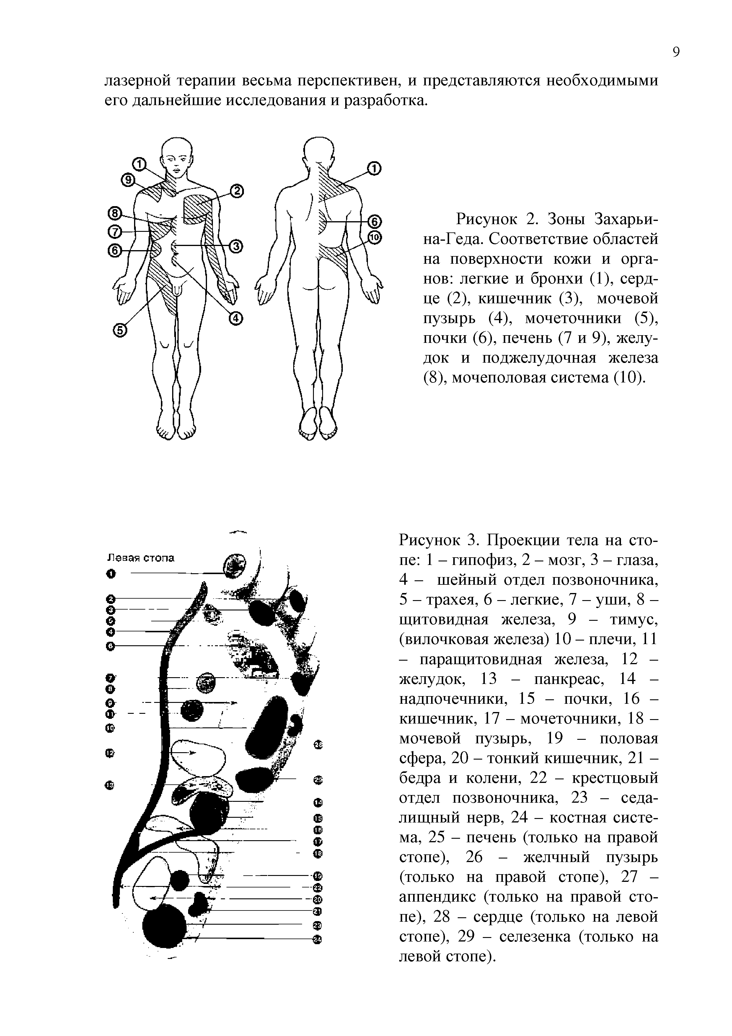 Рисунок 2. Зоны Захарьи-на-Геда. Соответствие областей на поверхности кожи и органов легкие и бронхи (1), сердце (2), кишечник (3), мочевой пузырь (4), мочеточники (5), почки (6), печень (7 и 9), желудок и поджелудочная железа (8), мочеполовая система (10).