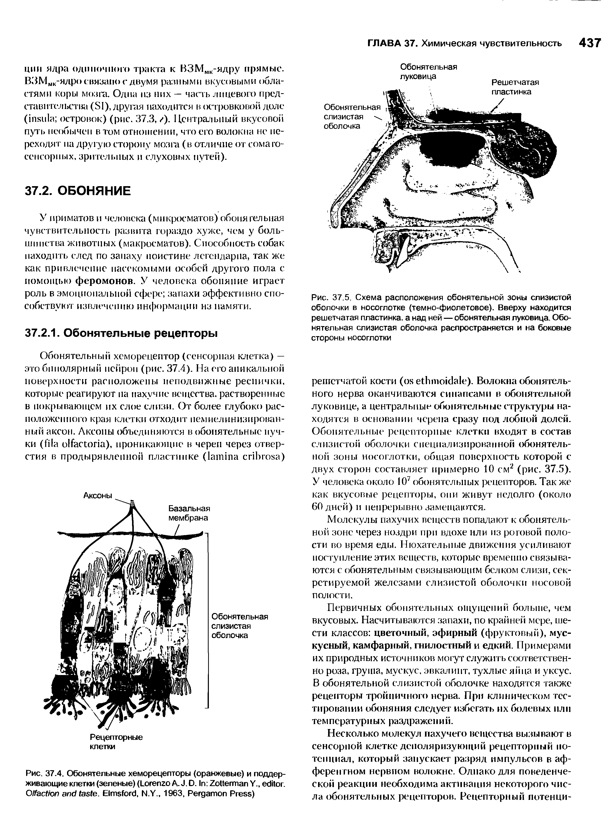 Рис. 37.4. Обонятельные хеморецепторы (оранжевые) и поддерживающие клетки (зеленые) (L A. J. D. I Z Y., . O . E , N.Y., 1963, P P )...