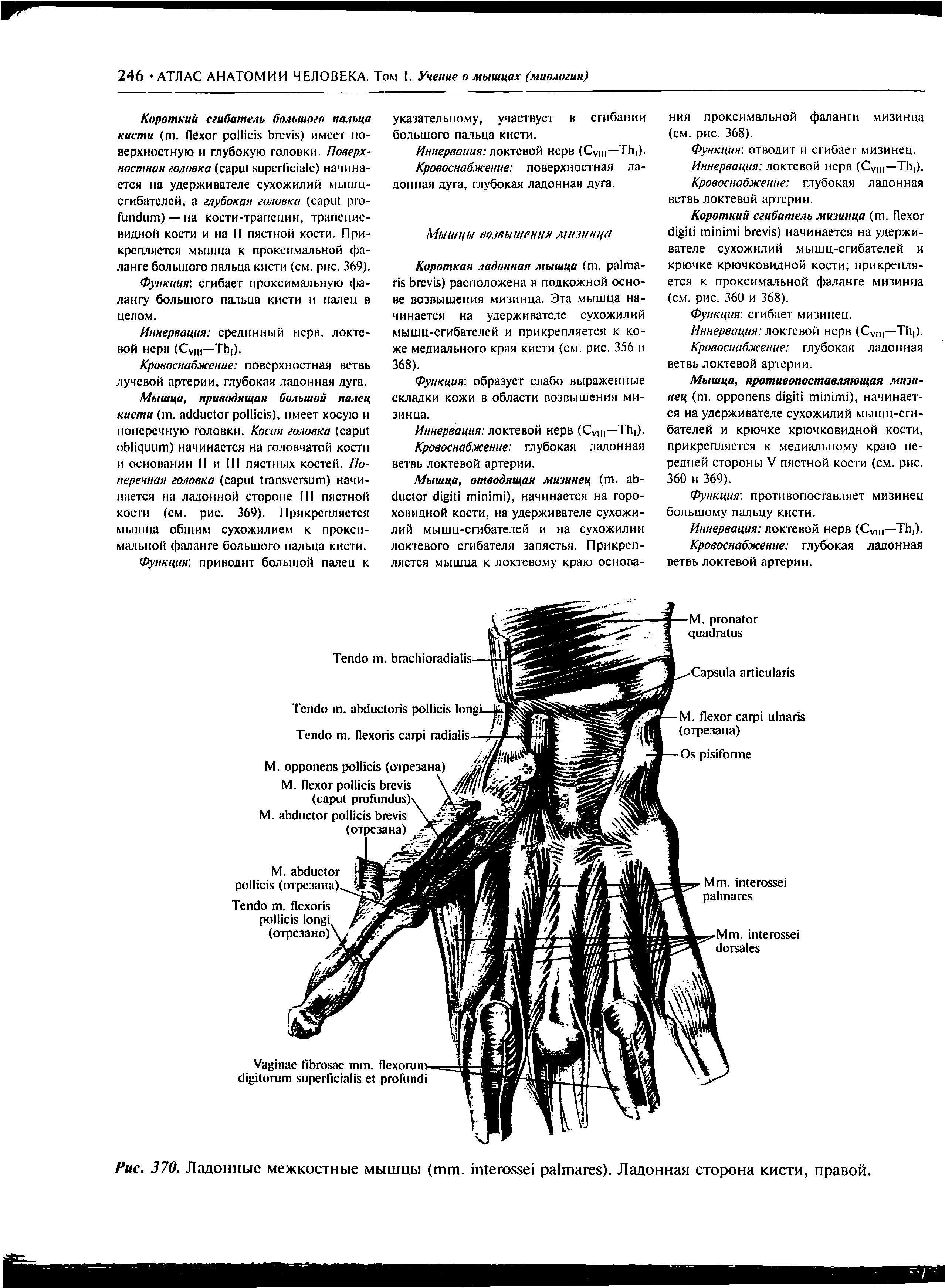 Рис. 370. Ладонные межкостные мышцы ( . ). Ладонная сторона кисти, правой.