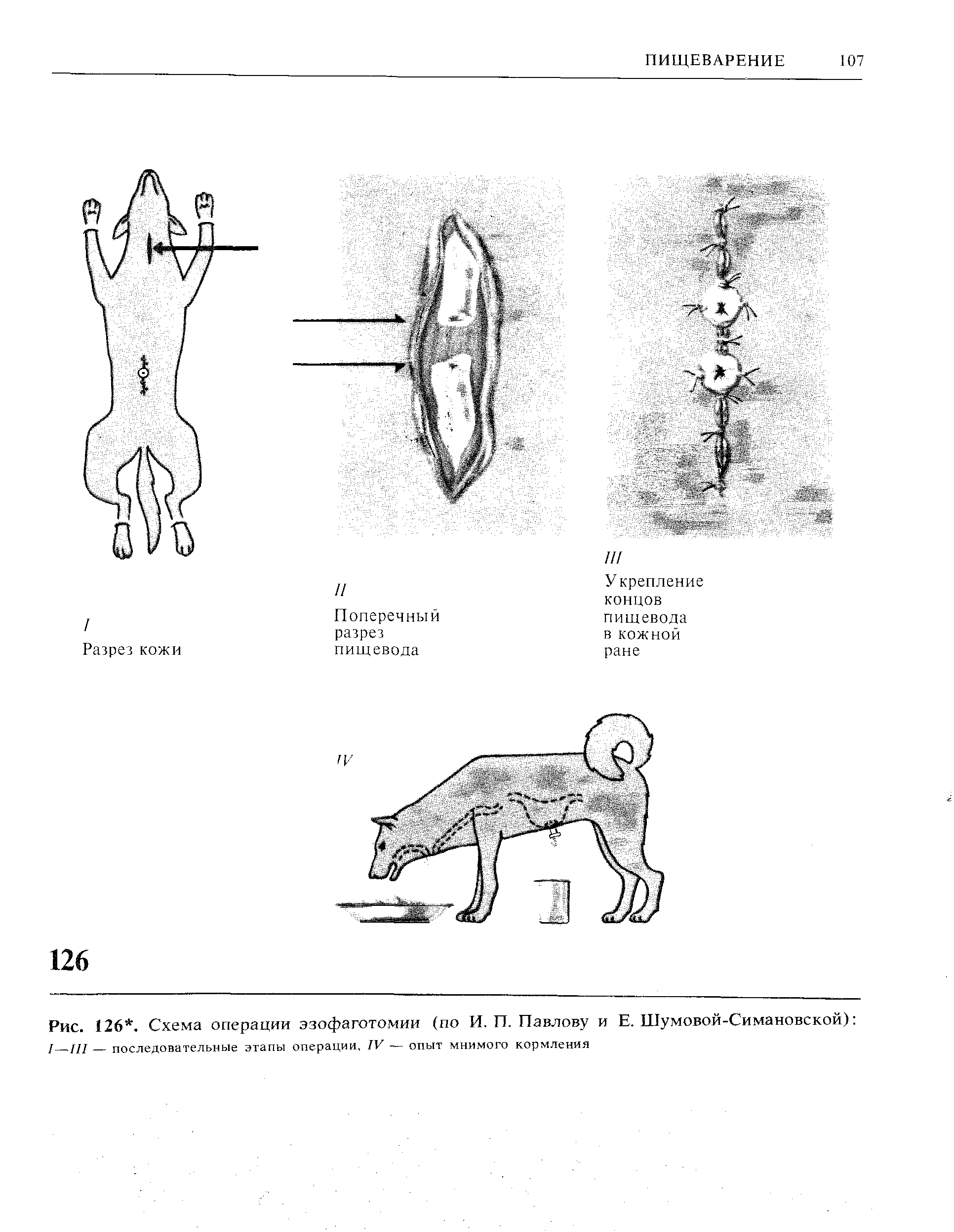 Рис. 126. Схема операции эзофаготомии (по И. П. Павлову и Е. Шумовой-Симановской) / [ц последовательные этапы операции, IV — опыт мнимого кормления...