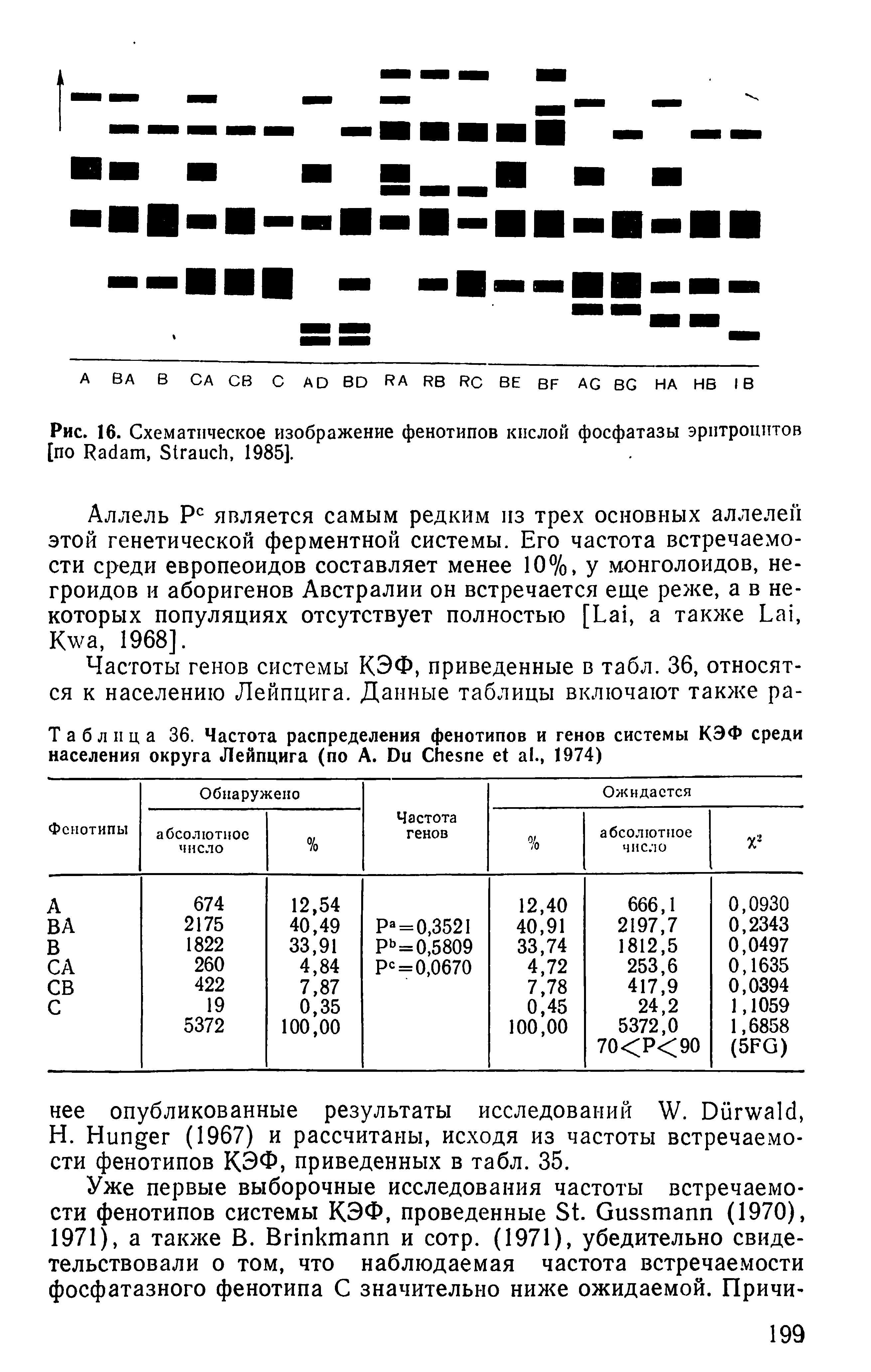 Таблица 36. Частота распределения фенотипов и генов системы КЭФ среди населения округа Лейпцига (по А. Би СИезпе е а ., 1974)...