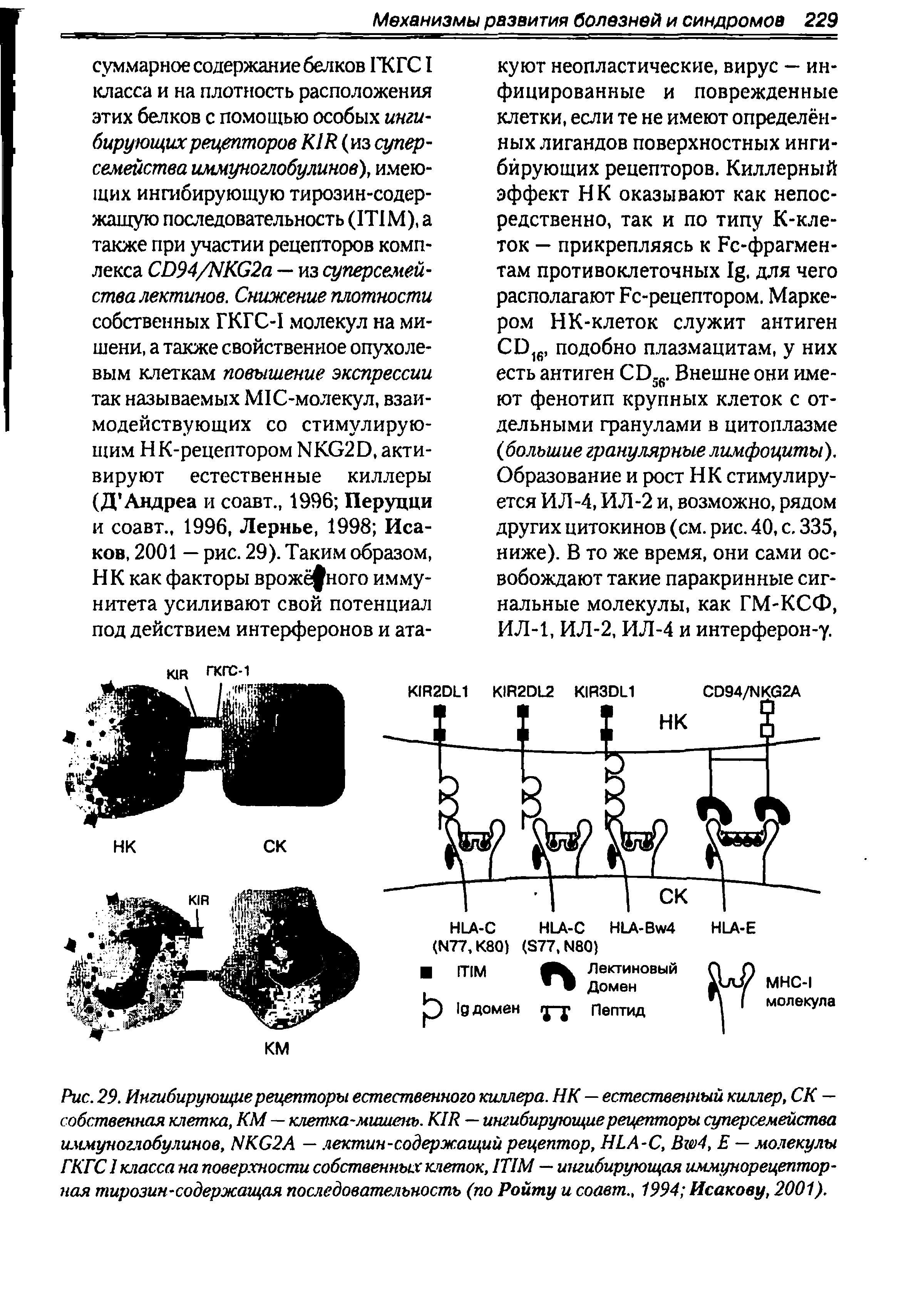 Рис. 29. Ингибирующие рецепторы естественного киллера. НК — естественный киллер, СК — собственная клетка, КМ — клетка-мишень. KIR — ингибирующие рецепторы суперсемейства иммуноглобулинов, NKG2A — лектин-содержащий рецептор, HLA-C, B 4, Е — молекулы ГКГС 1 класса на поверхности собственных клеток, ITIM — ингибирующая иммунорецептор-пая тирозин-содержащая последовательность (по Ройту и соавт., 1994 Исакову, 2001).