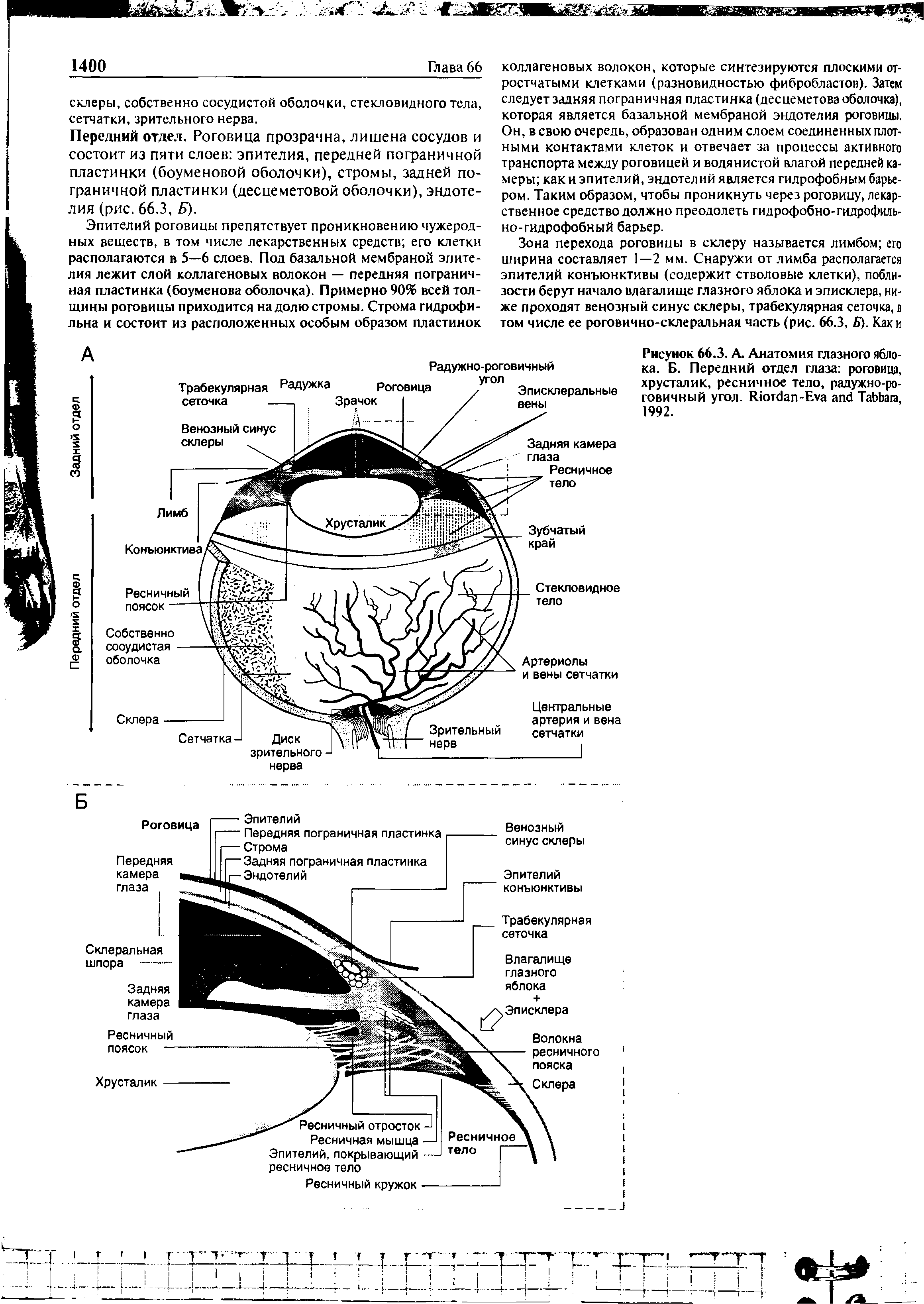 Рисунок 66.3. А. Анатомия глазного яблока. Б. Передний отдел глаза роговица, хрусталик, ресничное тело, радужно-роговичный угол. R -E T , 1992.