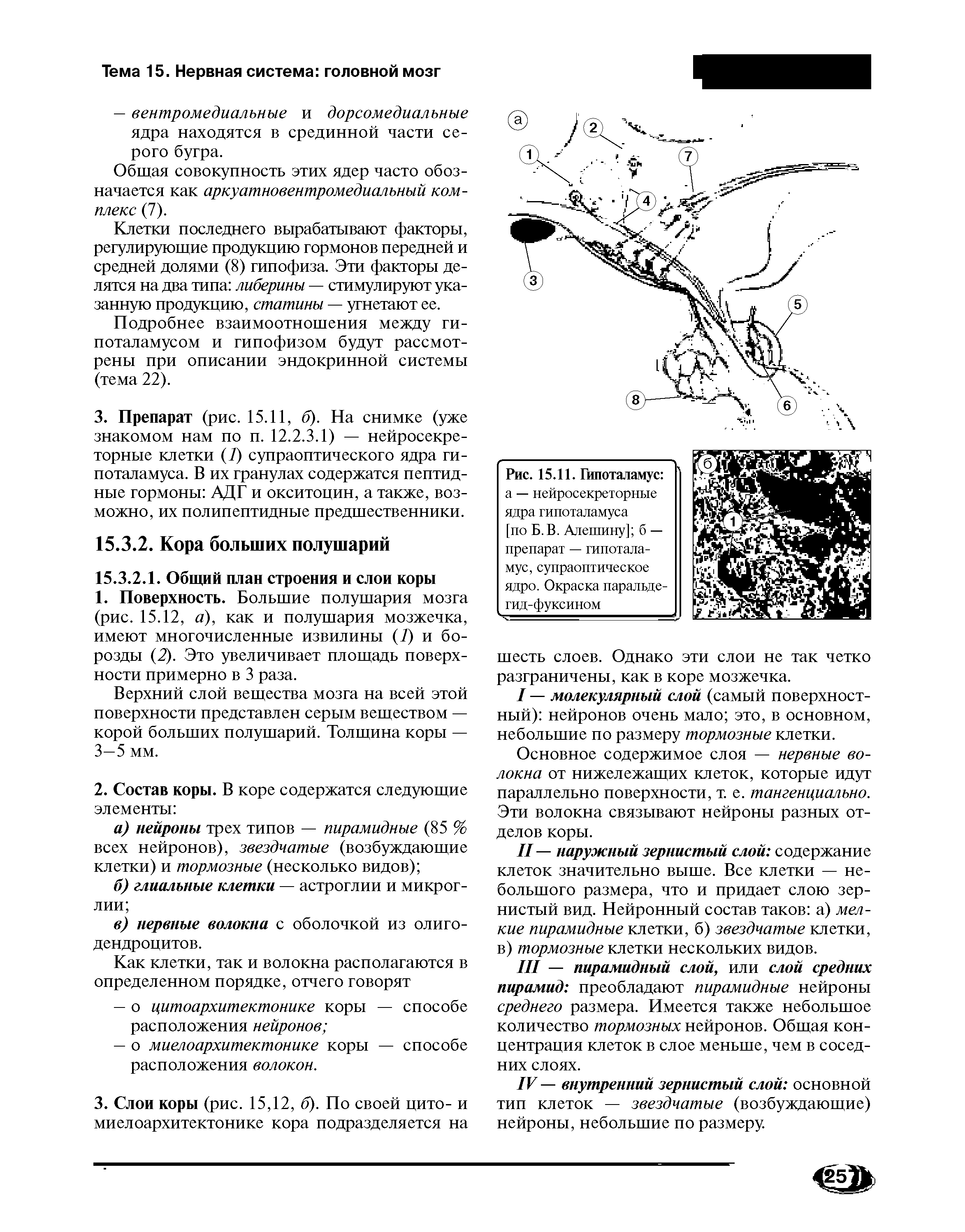 Рис. 15.11. Гипоталамус а — нейросекреторные ядра гипоталамуса [по Б.В. Алешину] б — препарат — гипоталамус, супраоптическое ядро. Окраска паральде-гид-фуксином...