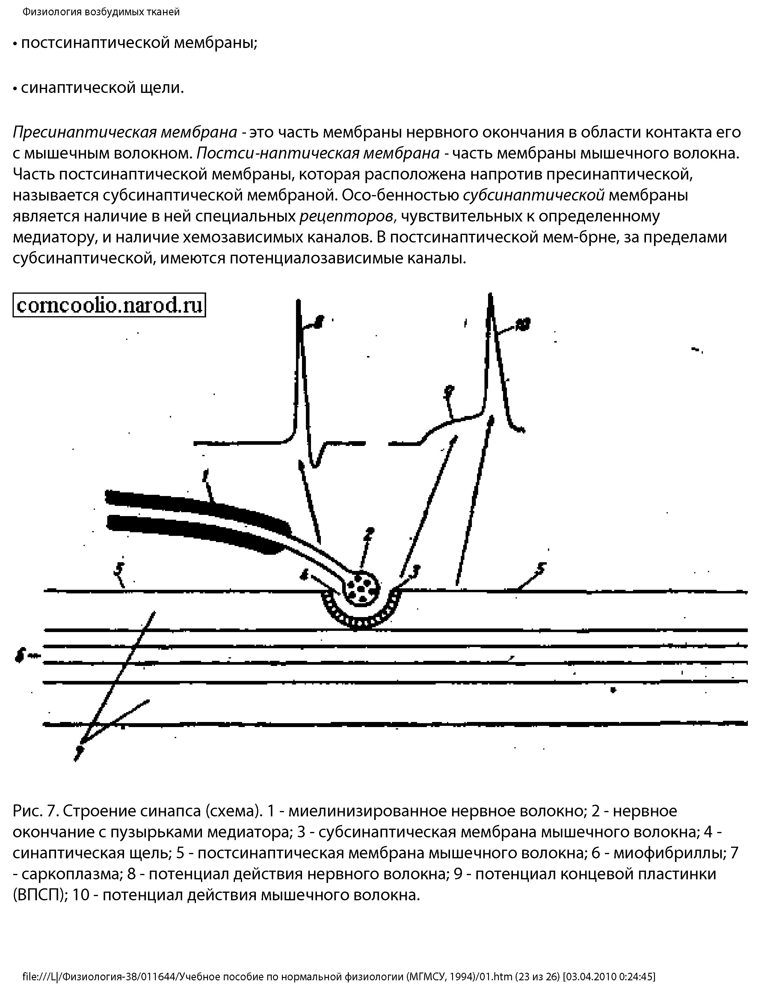 Рис. 7. Строение синапса (схема). 1 - миелинизированное нервное волокно 2 - нервное окончание с пузырьками медиатора 3 - субсинаптическая мембрана мышечного волокна 4 -синаптическая щель 5 - постсинаптическая мембрана мышечного волокна 6 - миофибриллы 7 - саркоплазма 8 - потенциал действия нервного волокна 9 - потенциал концевой пластинки (ВПСП) 10 - потенциал действия мышечного волокна.