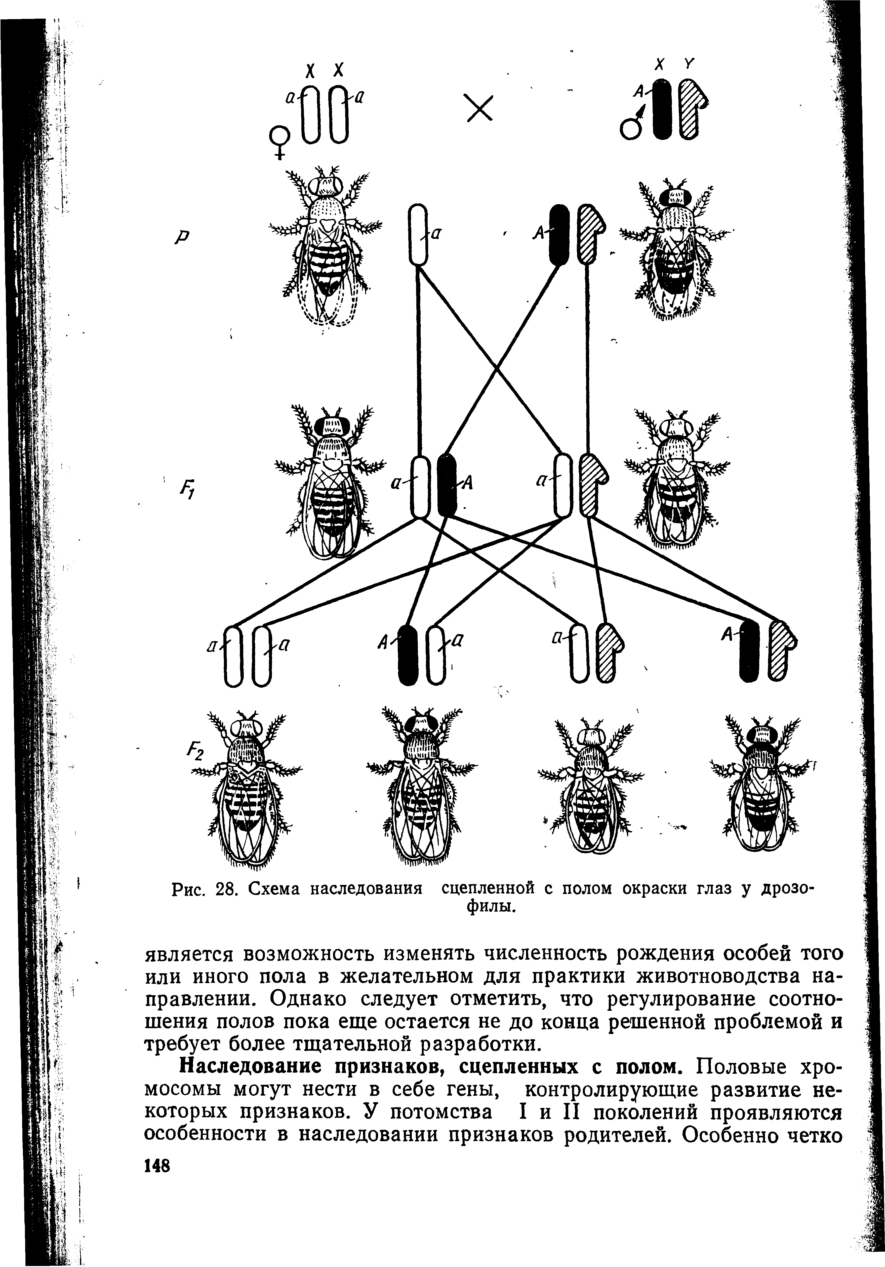 Рис. 28. Схема наследования сцепленной с полом окраски глаз у дрозофилы.