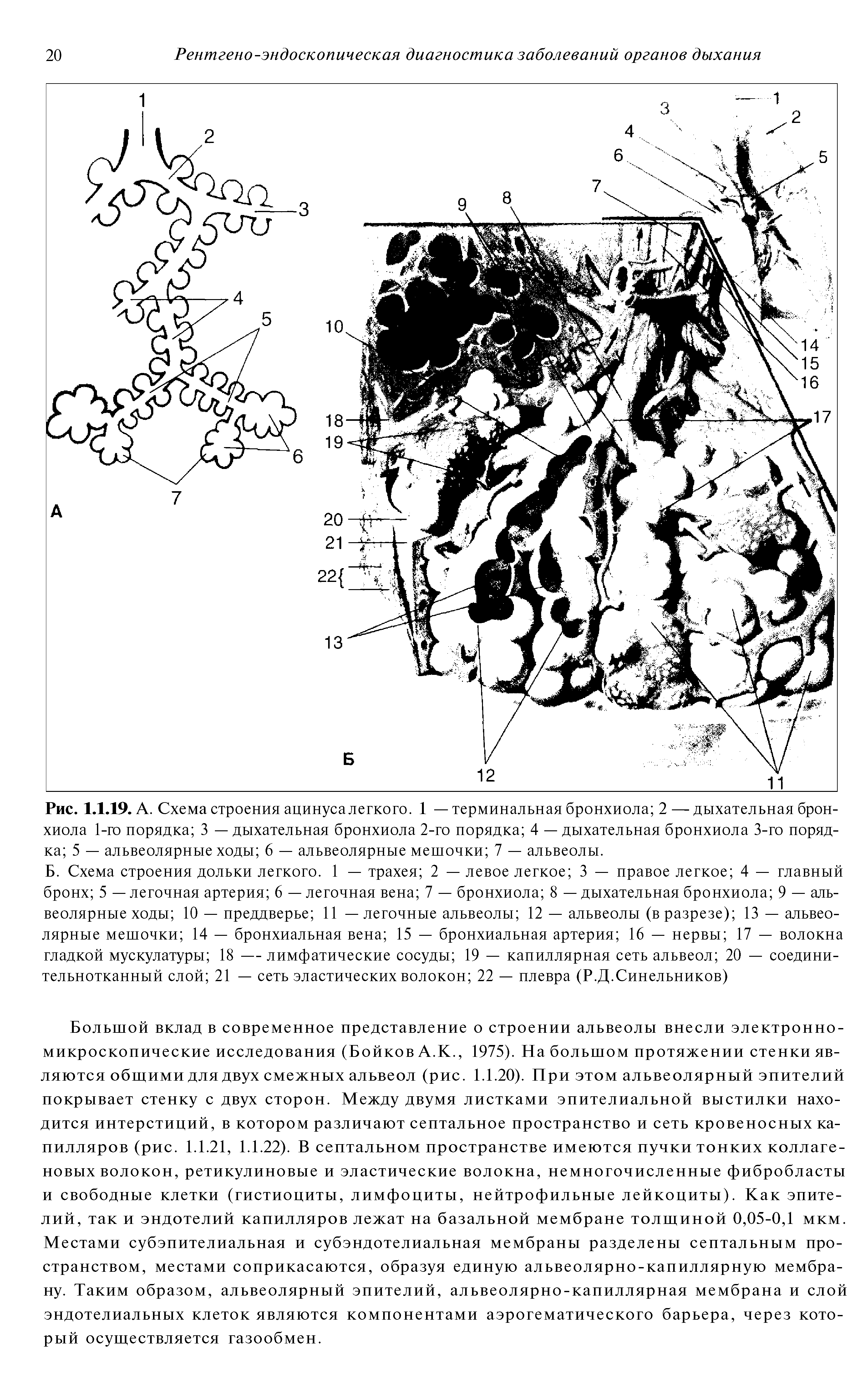 Рис. 1.1.19. А. Схема строения ацинуса легкого. 1 — терминальная бронхиола 2 — дыхательная бронхиола 1-го порядка 3 — дыхательная бронхиола 2-го порядка 4 — дыхательная бронхиола 3-го порядка 5 — альвеолярные ходы 6 — альвеолярные мешочки 7 — альвеолы.