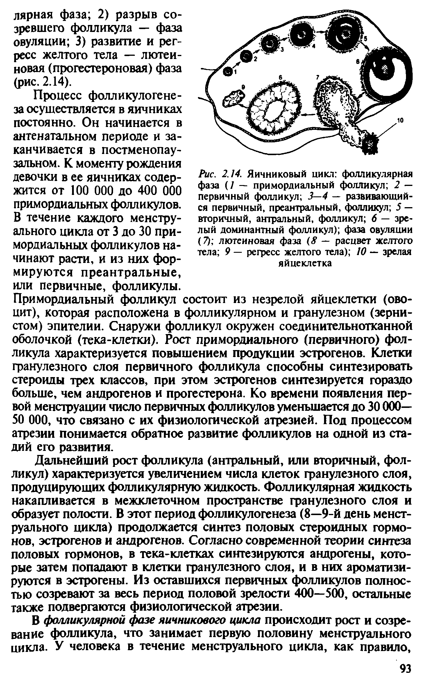 Рис. 2.14. Яичниковый цикл фолликулярная фаза (/ — примордиальный фолликул 2 — первичный фолликул 3—4 — развивающийся первичный, преантральный, фолликул 5 — вторичный, антральный, фолликул 6 — зрелый доминантный фолликул) фаза овуляции (7) лютеиновая фаза (<У — расцвет желтого тела 9 — регресс желтого тела) 10 — зрелая яйцеклетка...