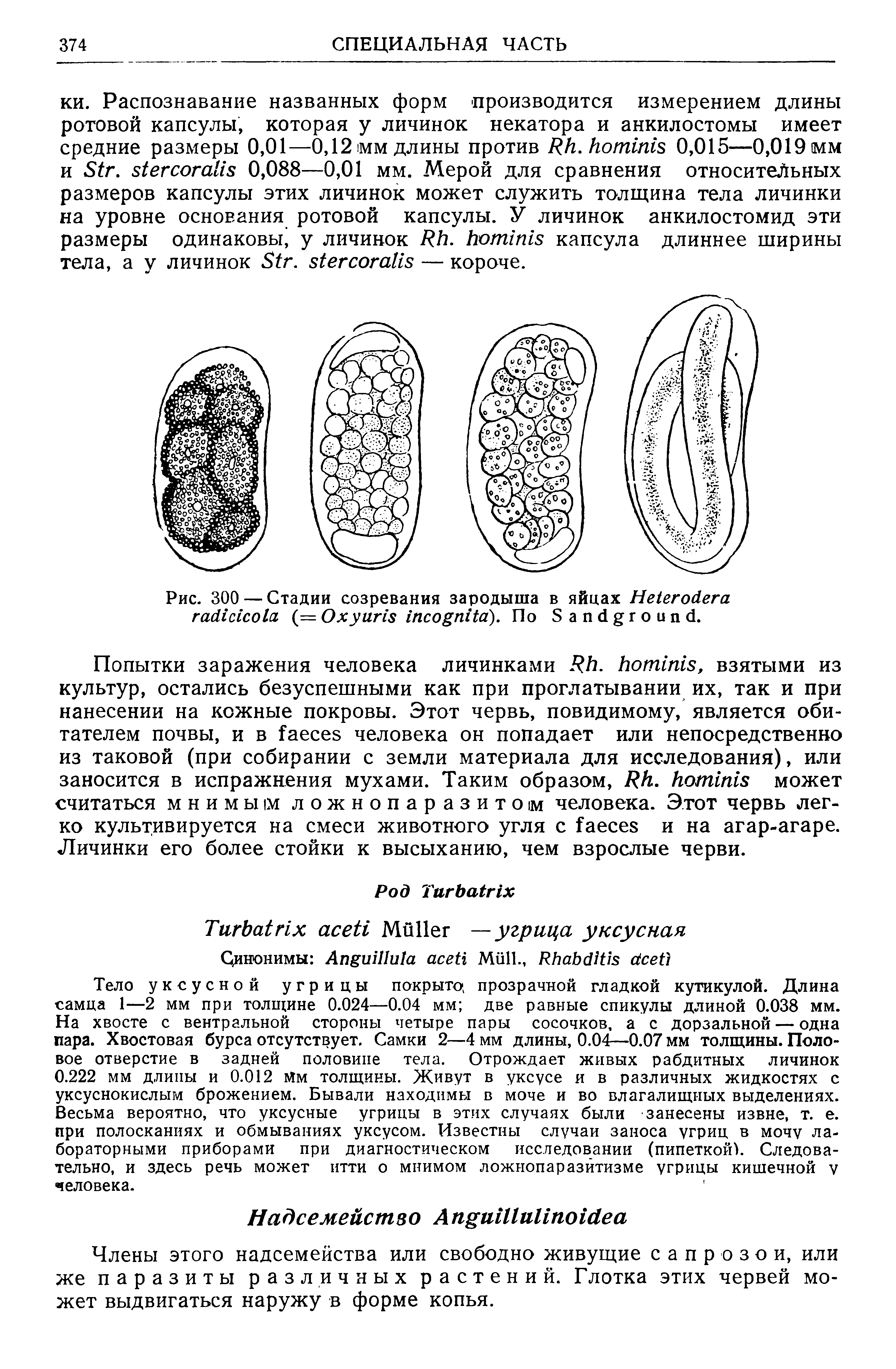 Рис. 300 — Стадии созревания зародыша в яйцах H (= O . По S .