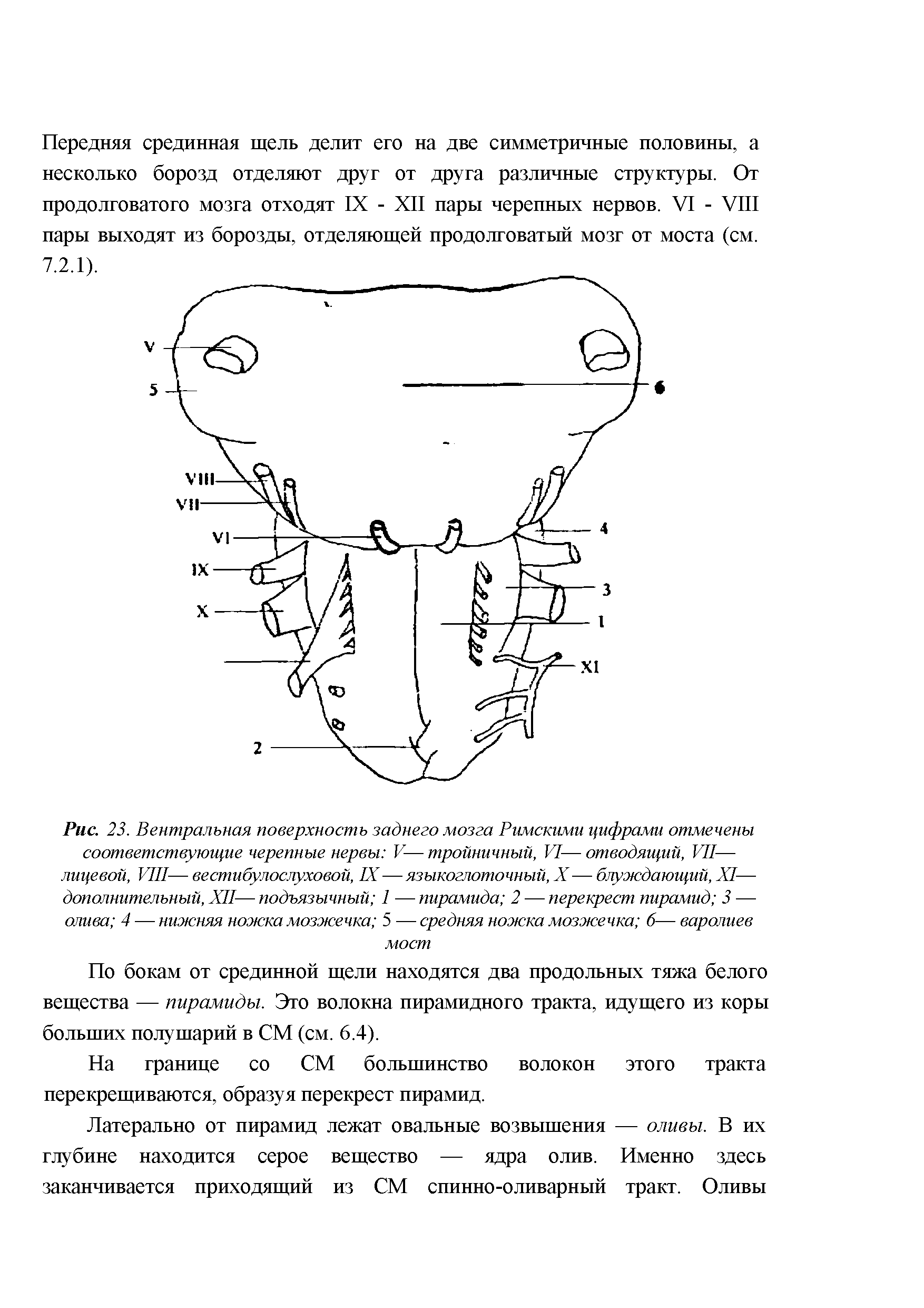 Рис. 23. Вентральная поверхность заднего мозга Римскими цифрами отмечены соответствующие черепные нервы V— тройничный, VI— отводящий, VII— лицевой, VIII— вестибулослуховой, IX—языкоглоточный, X— блуждающий, XI— дополнительный, XII— подъязычный 1 — пирамида 2 — перекрест пирамид 3 — олива 4 — нижняя ножка мозжечка 5 — средняя ножка мозжечка б— варолиев мост...