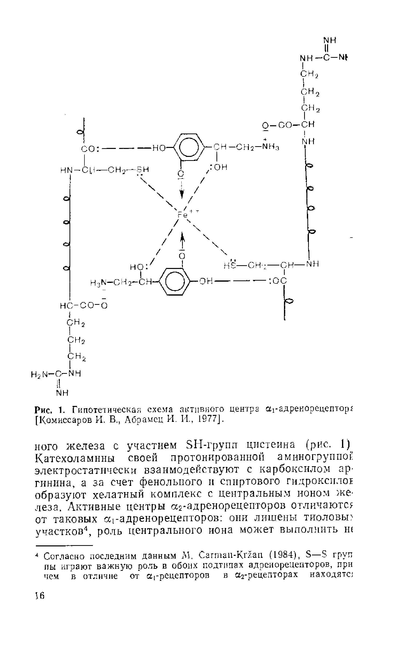 Рис. 1. Гипотетическая схема активного центра -адренорецептор [Комиссаров И. В, Абрамсц И. И., 1077].