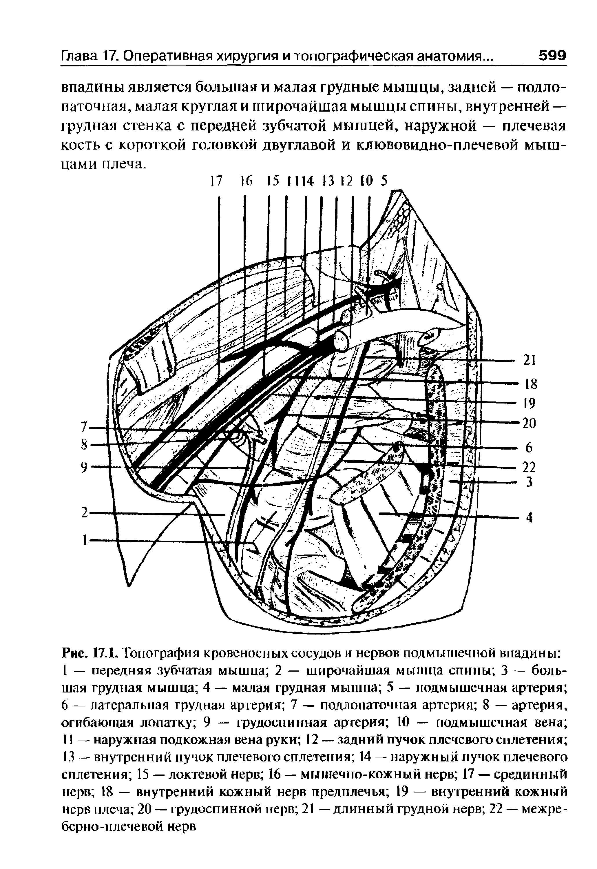 Рис. 17.1. Топография кровеносных сосудов и нервов подмышечной впадины ...