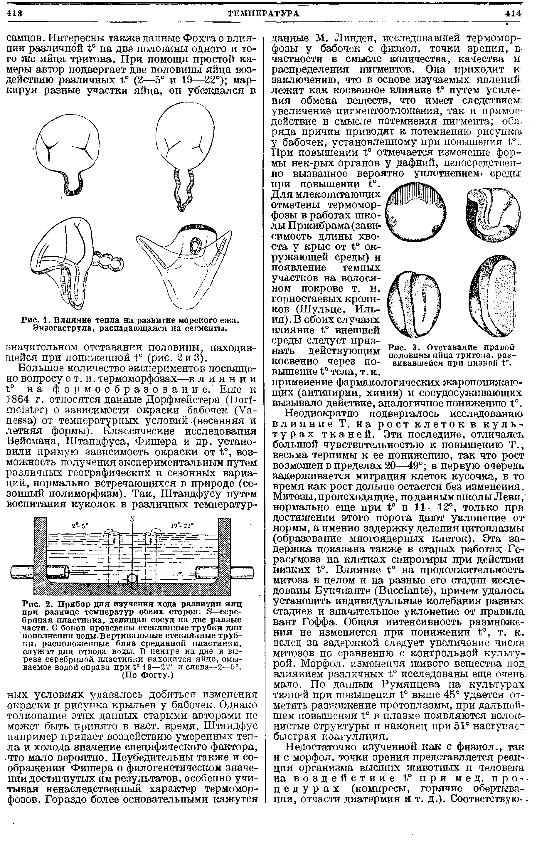 Рис. 1. Влияние тепла на развитие морского ежа. Экзогаструла, распадающаяся на сегмепты.