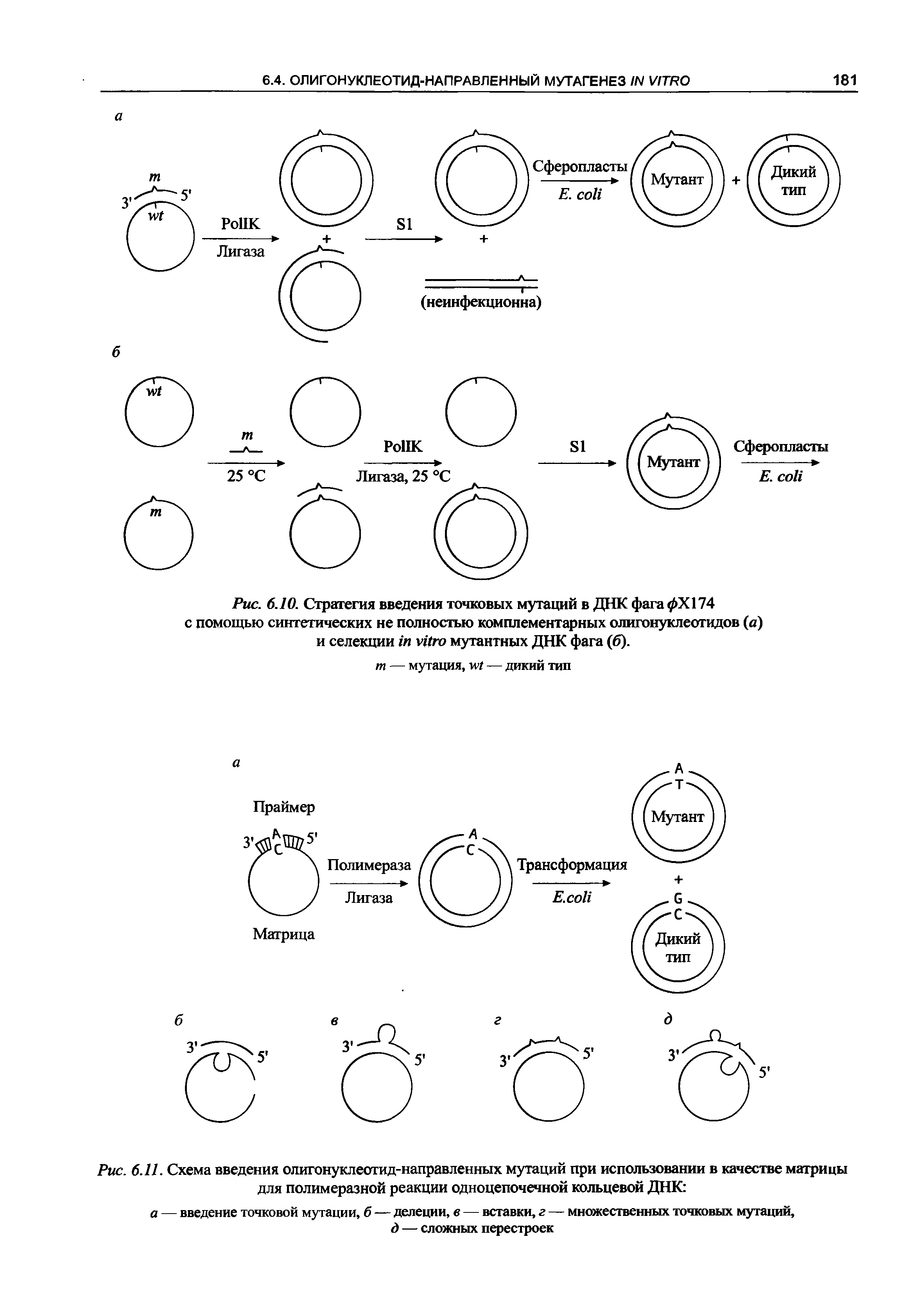 Рис. 6.10. Стратегия введения точковых мутаций в ДНК фага 0X174 с помощью синтетических не полностью комплементарных олигонуклеотидов (а) и селекции мутантных ДНК фага (6).