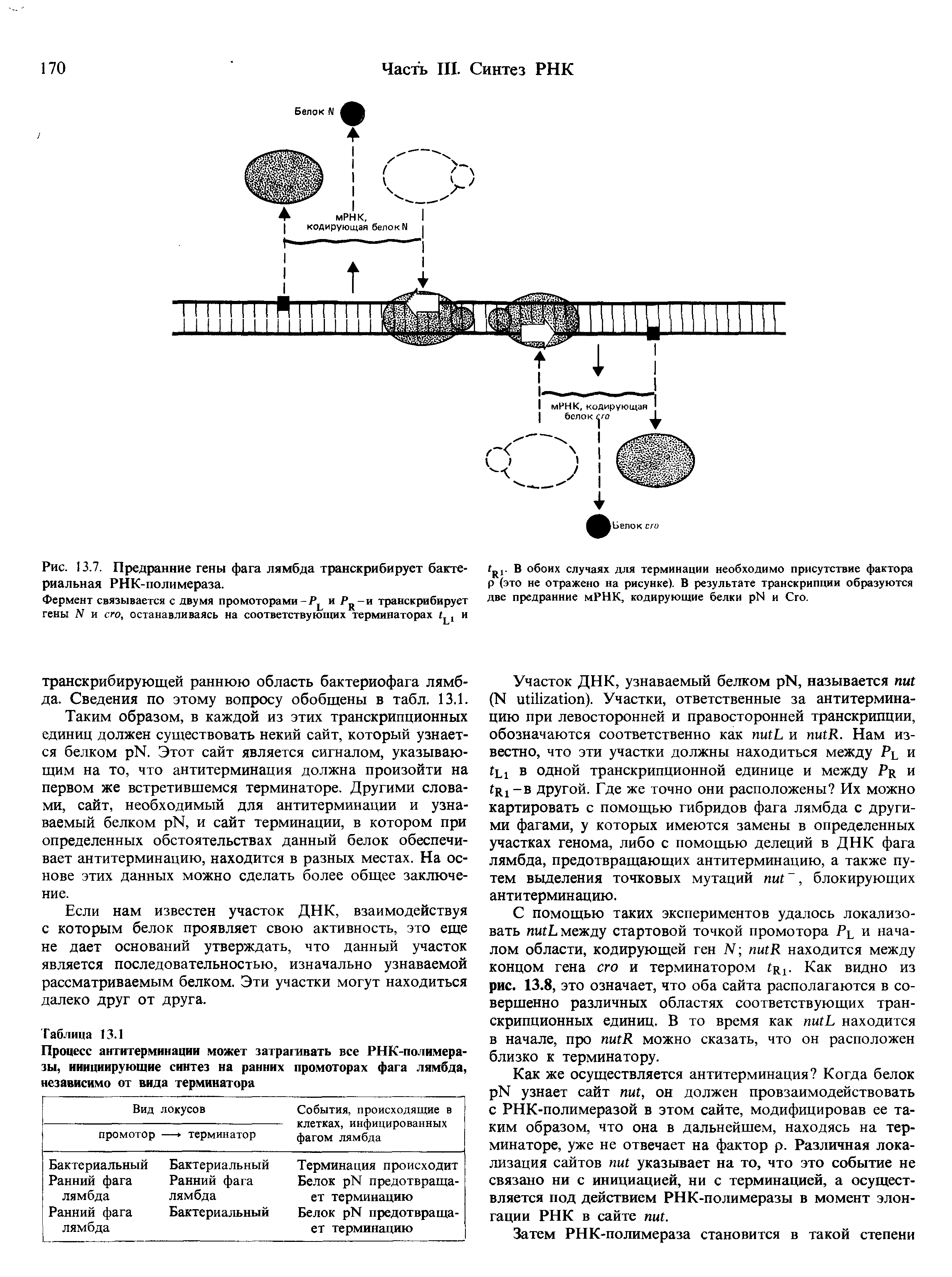 Рис. 13.7. Предранние гены фага лямбда транскрибирует бактериальная РНК-полимераза.