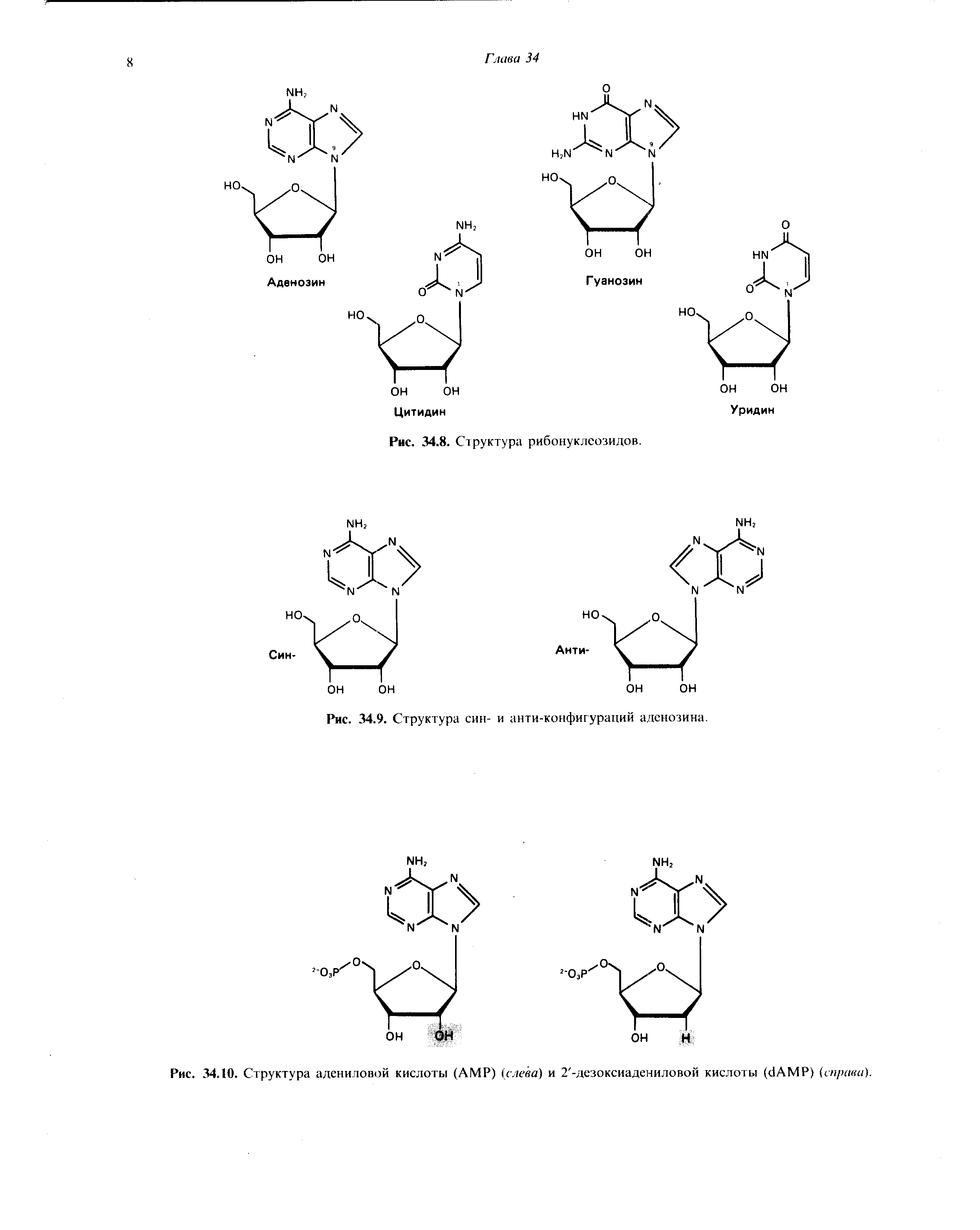 Рис. 34.10. Структура адениловой кислоты (АМР) (слева) и 2 -дезоксиадениловой кислоты ( АМР) (справа).