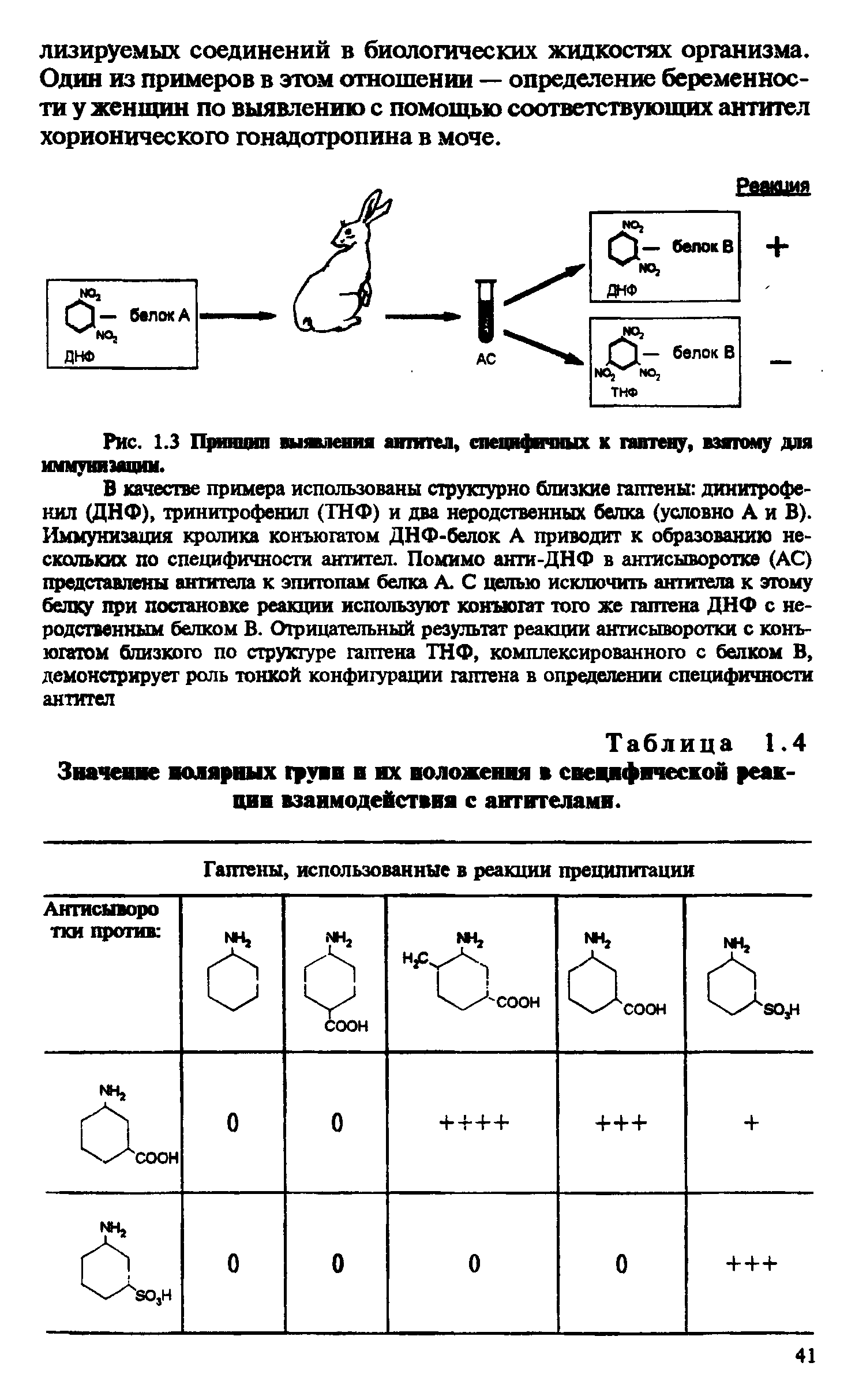 Рис. 1.3 Принцип выявления антител, специфичных к гаптену, взятому для иммунизации.