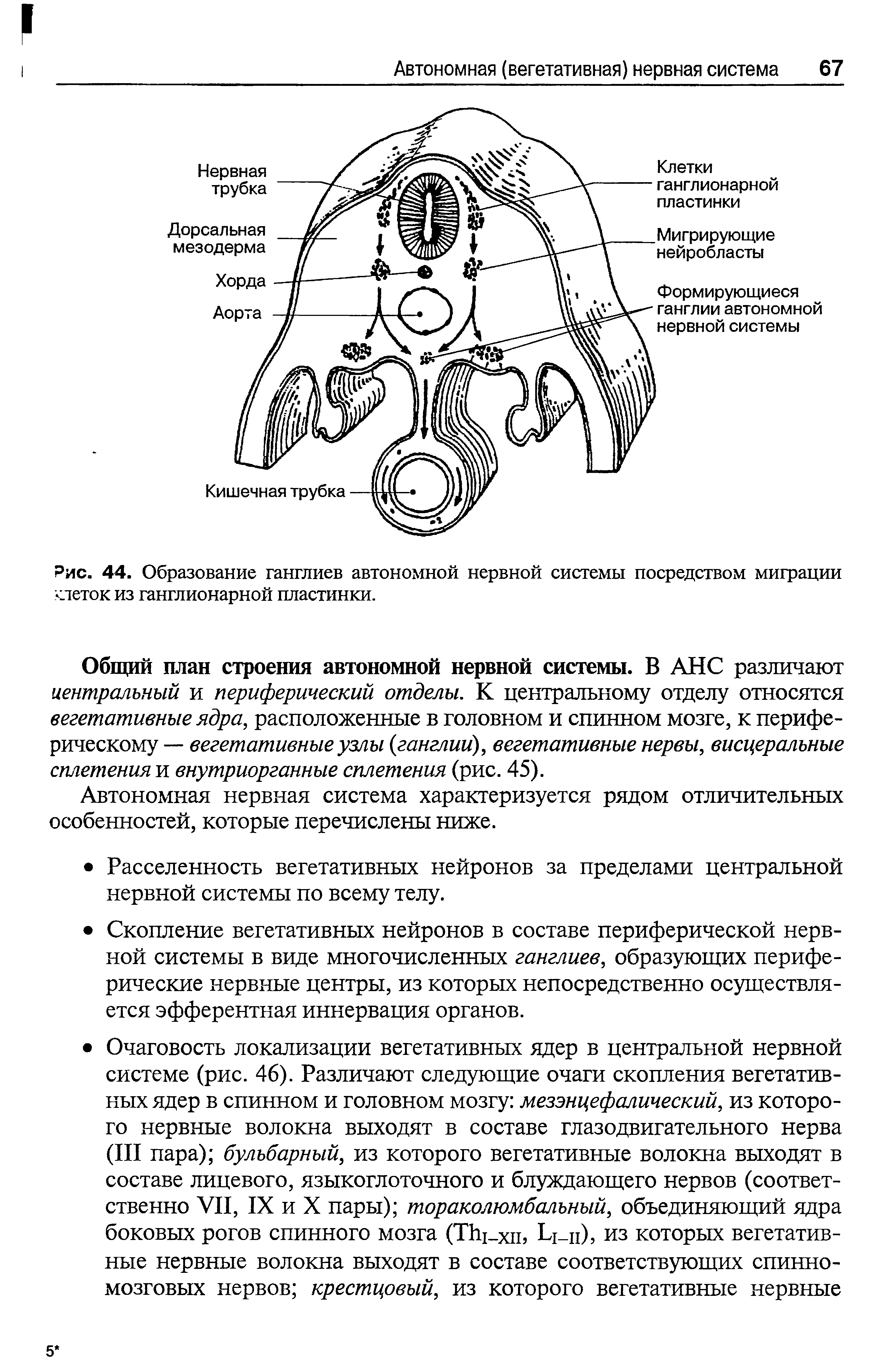 Рис. 44. Образование ганглиев автономной нервной системы посредством миграции стеток из ганглионарной пластинки.