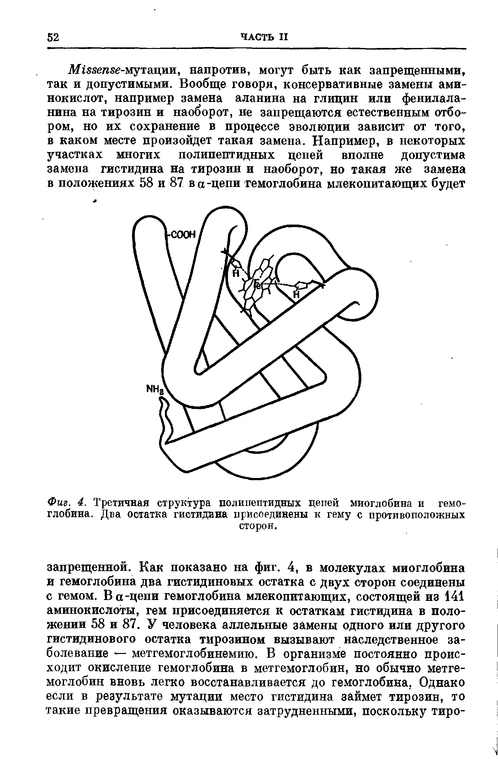 Фиг. 4. Третичная структура полипептидных цепей миоглобина и гемоглобина. Два остатка гистидина присоединены к гему с противоположных сторон.