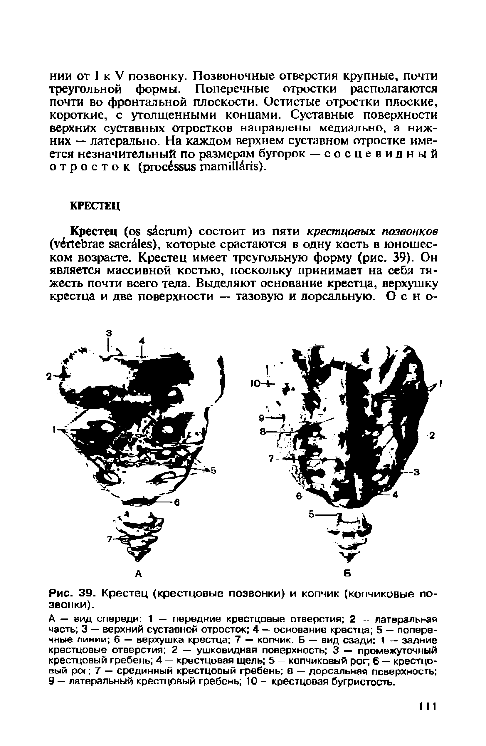 Рис. 39. Крестец (крестцовые позвонки) и копчик (копчиковые позвонки).