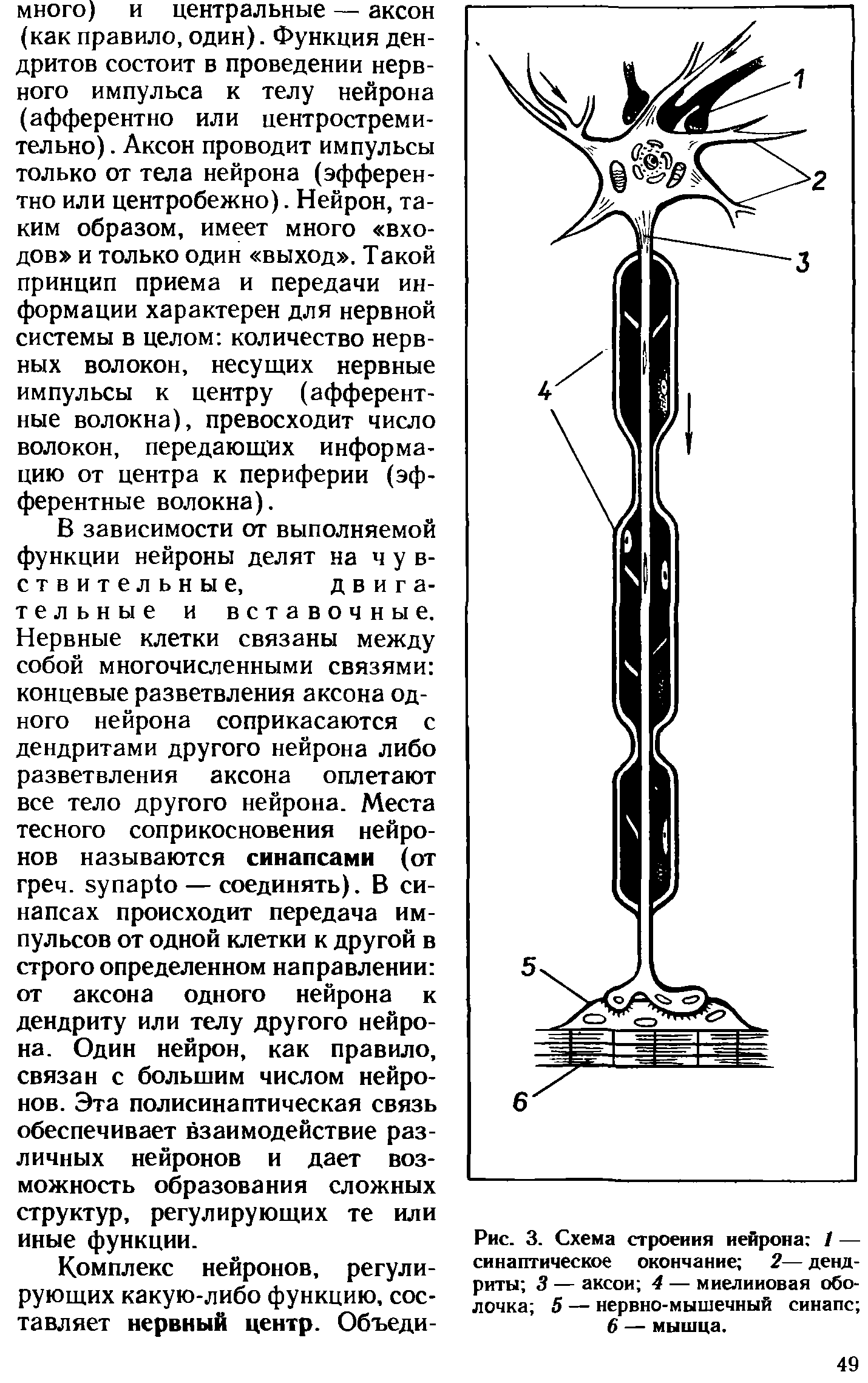 Рис. 3. Схема строения нейрона / — синаптическое окончание 2— дендриты 3 — аксон 4 — миелиновая оболочка 5 — нервно-мышечный синапс 6 — мышца.