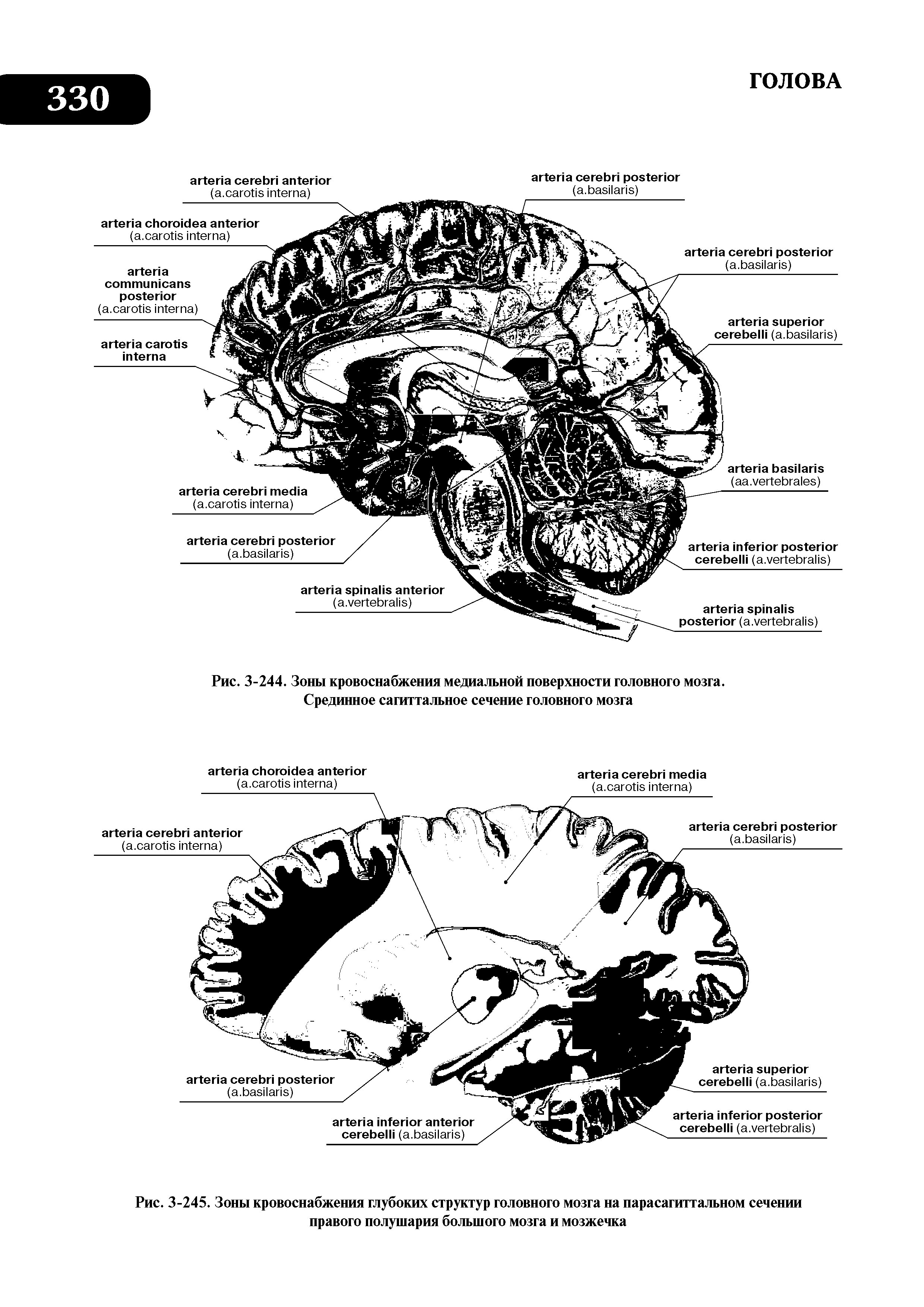Рис. 3-244. Зоны кровоснабжения медиальной поверхности головного мозга. Срединное сагиттальное сечение головного мозга...
