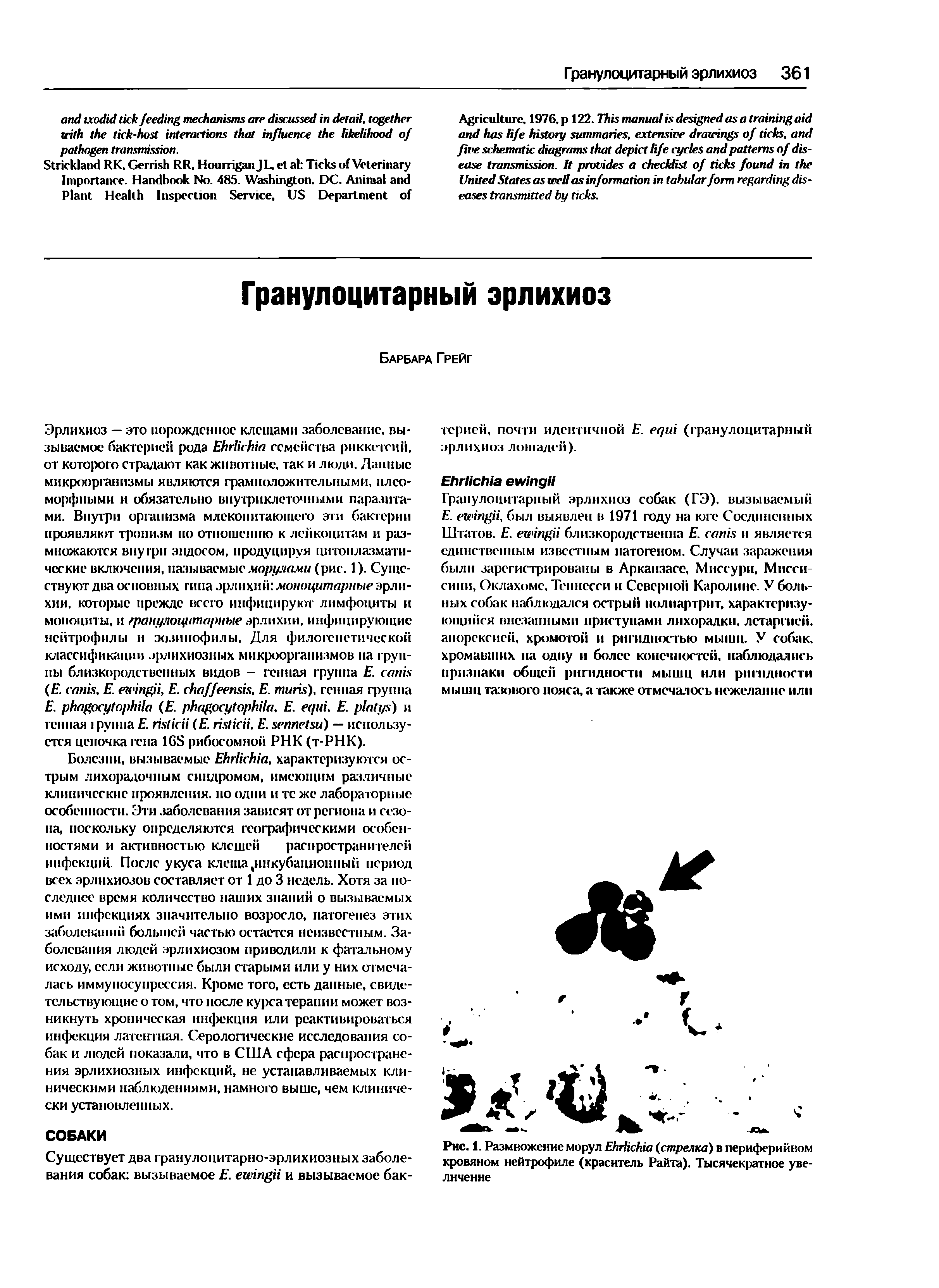 Рис. 1. Размножение морул E (стрелка) в периферийном кровяном нейтрофиле (краситель Райта). Тысячекратное увеличение...