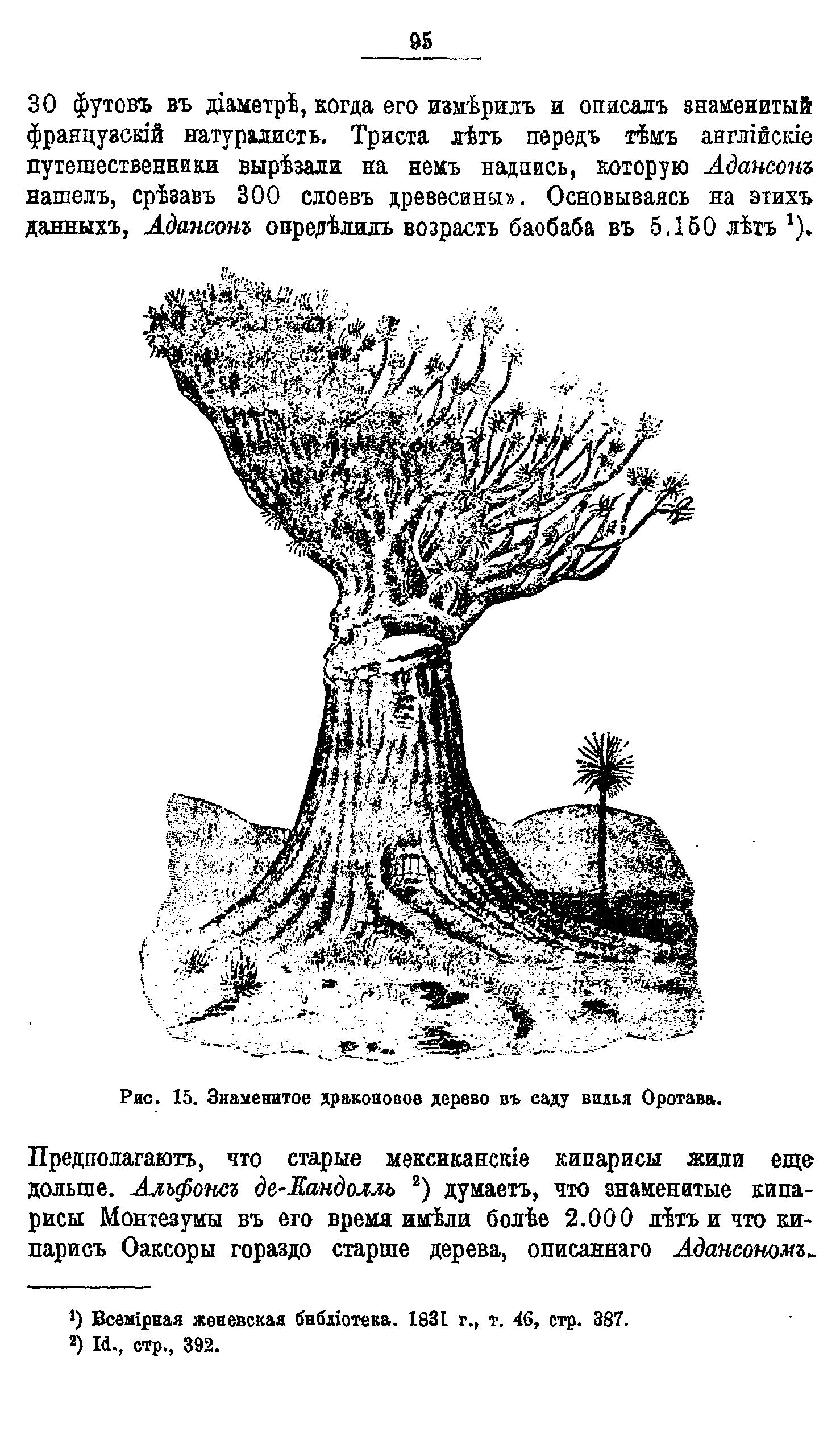 Рис. 15. Знаменитое драконовое дерево въ саду вилья Оротава.