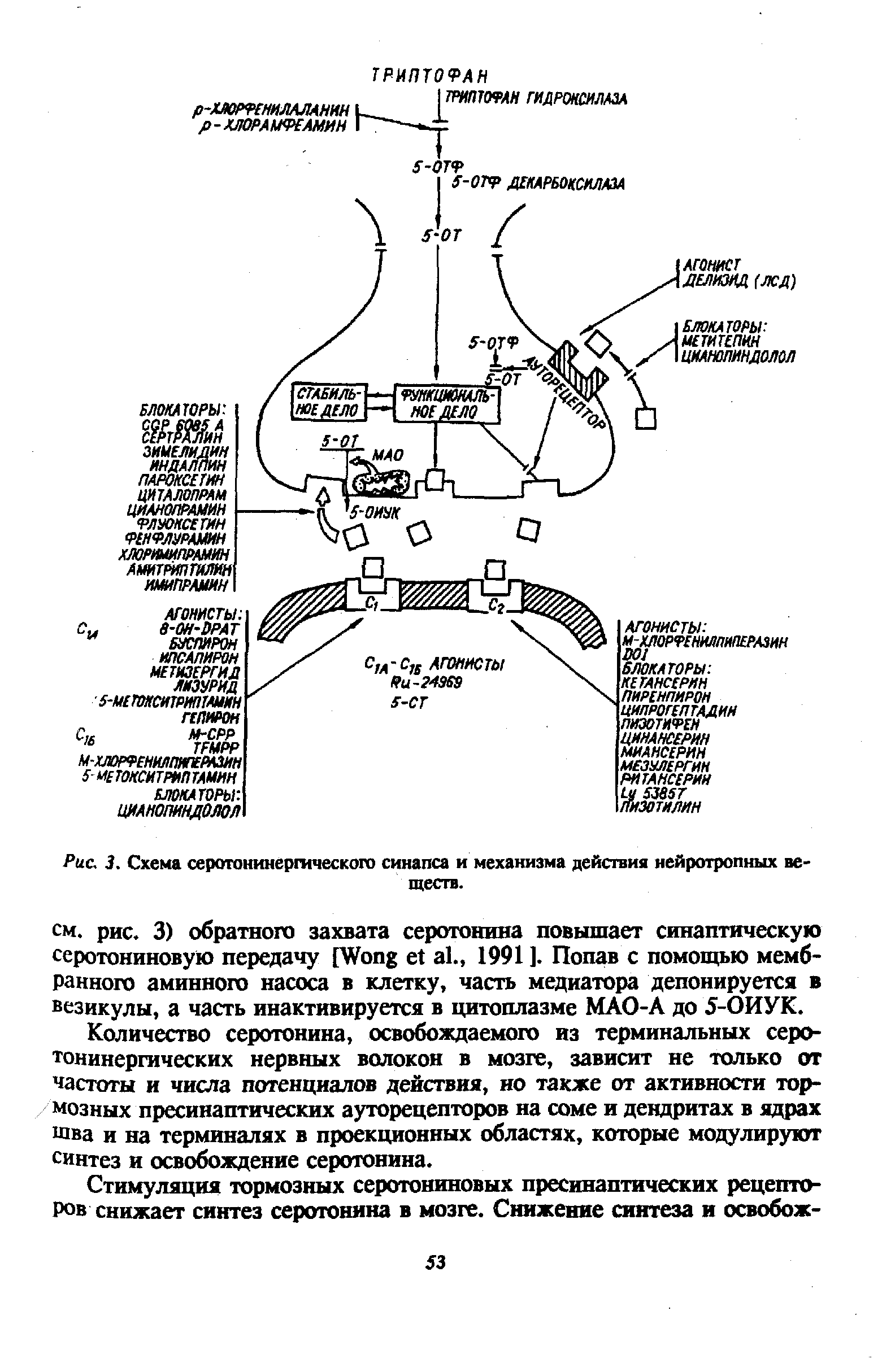 Рис. 3. Схема серотонинергического синапса и механизма действия нейротропных веществ.