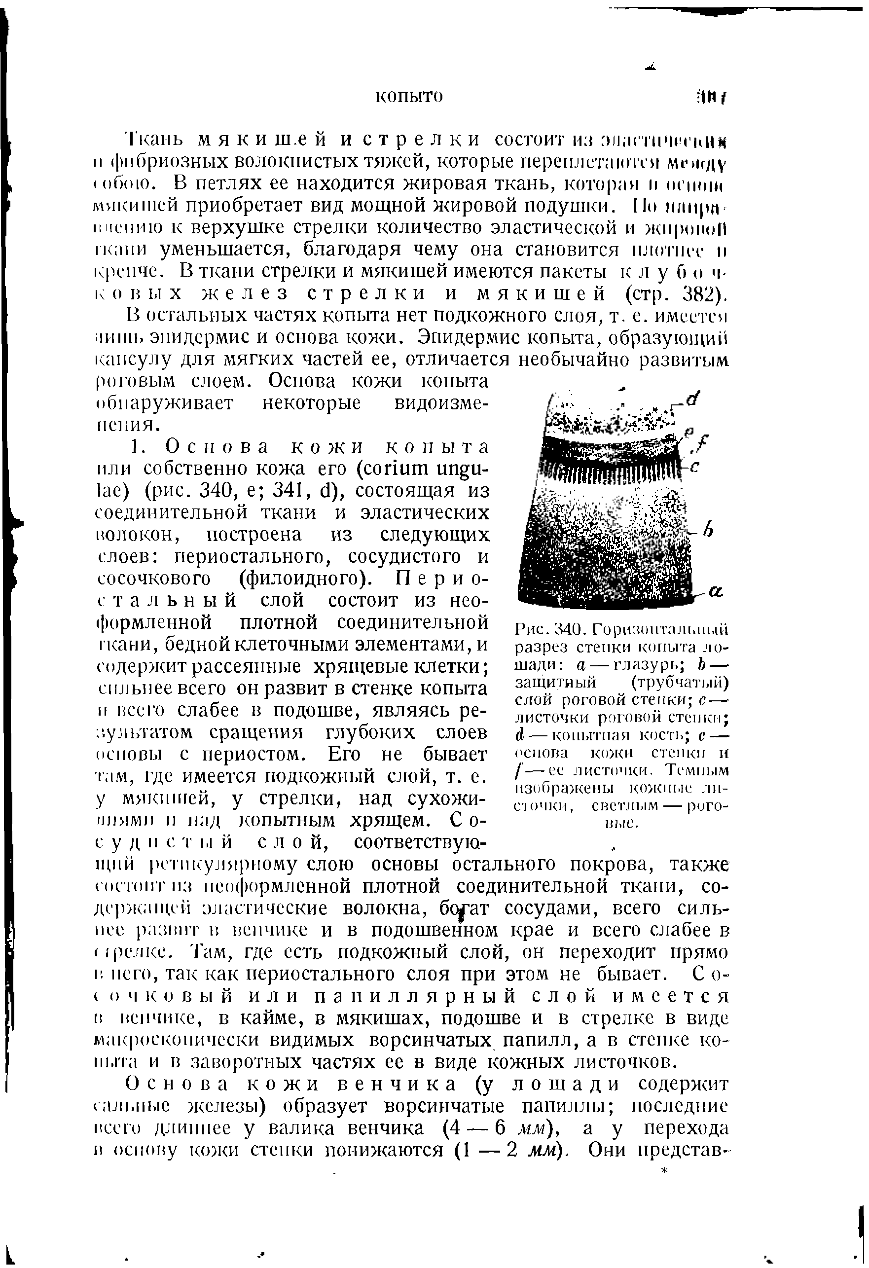 Рис. 340. Горизонтальный разрез стенки копыта лошади а — глазурь Ъ — защитный (трубчатый) слой роговой стенки с— листочки роговой стенки 4 — копытная кость е— основа кожи стенки и / — ее листочки. Темным изображены кожные лн-С1 очки, светлым — роговые.