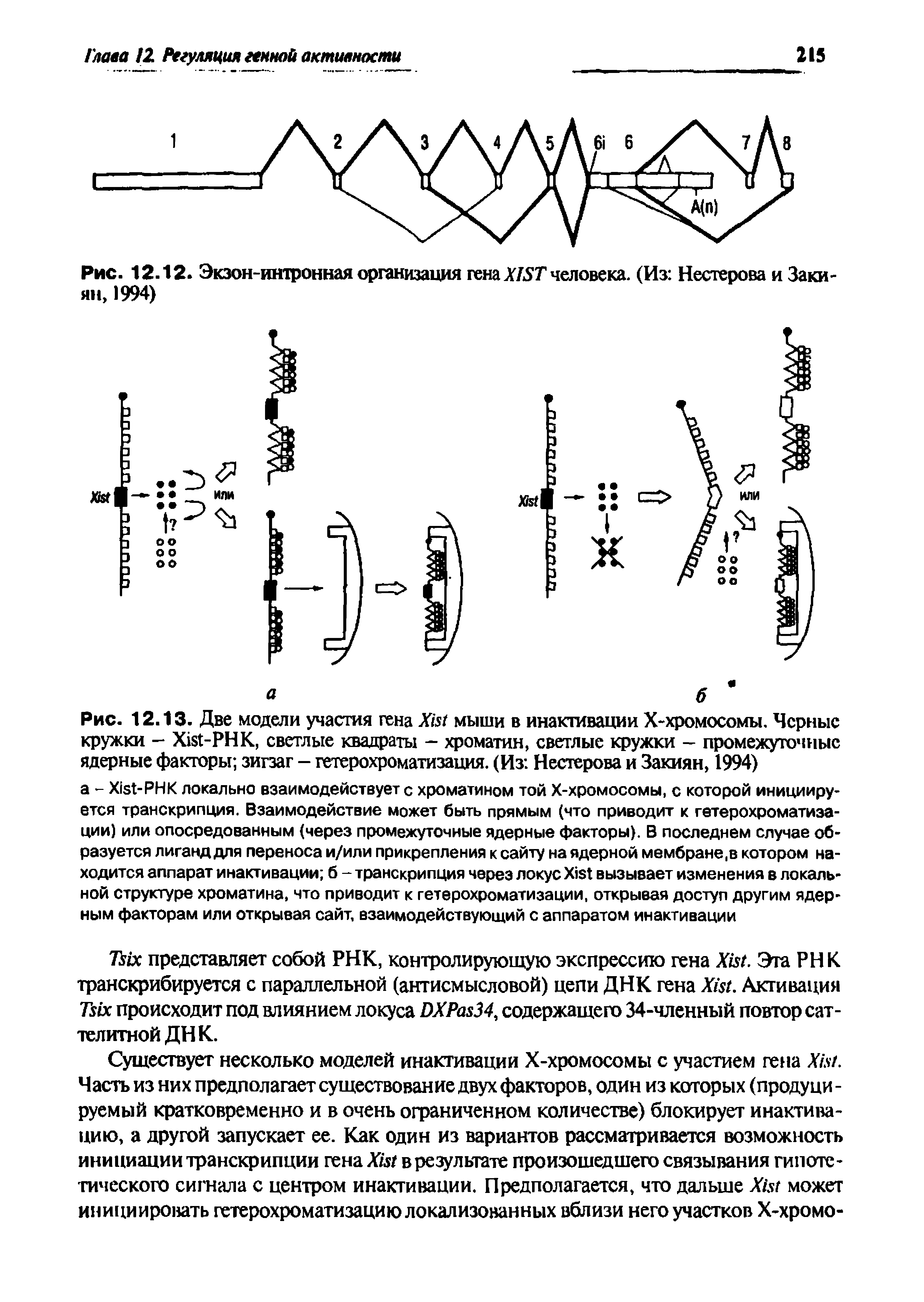Рис. 12.13. Две модели участия гена ЛйТ мыши в инактивации Х-хромосомы. Черные кружки - Х1Я-РНК, светлые квадраты - хроматин, светлые кружки - промежуточные ядерные факторы зигзаг - гетерохроматизация. (Из Нестерова и Закиян, 1994)...