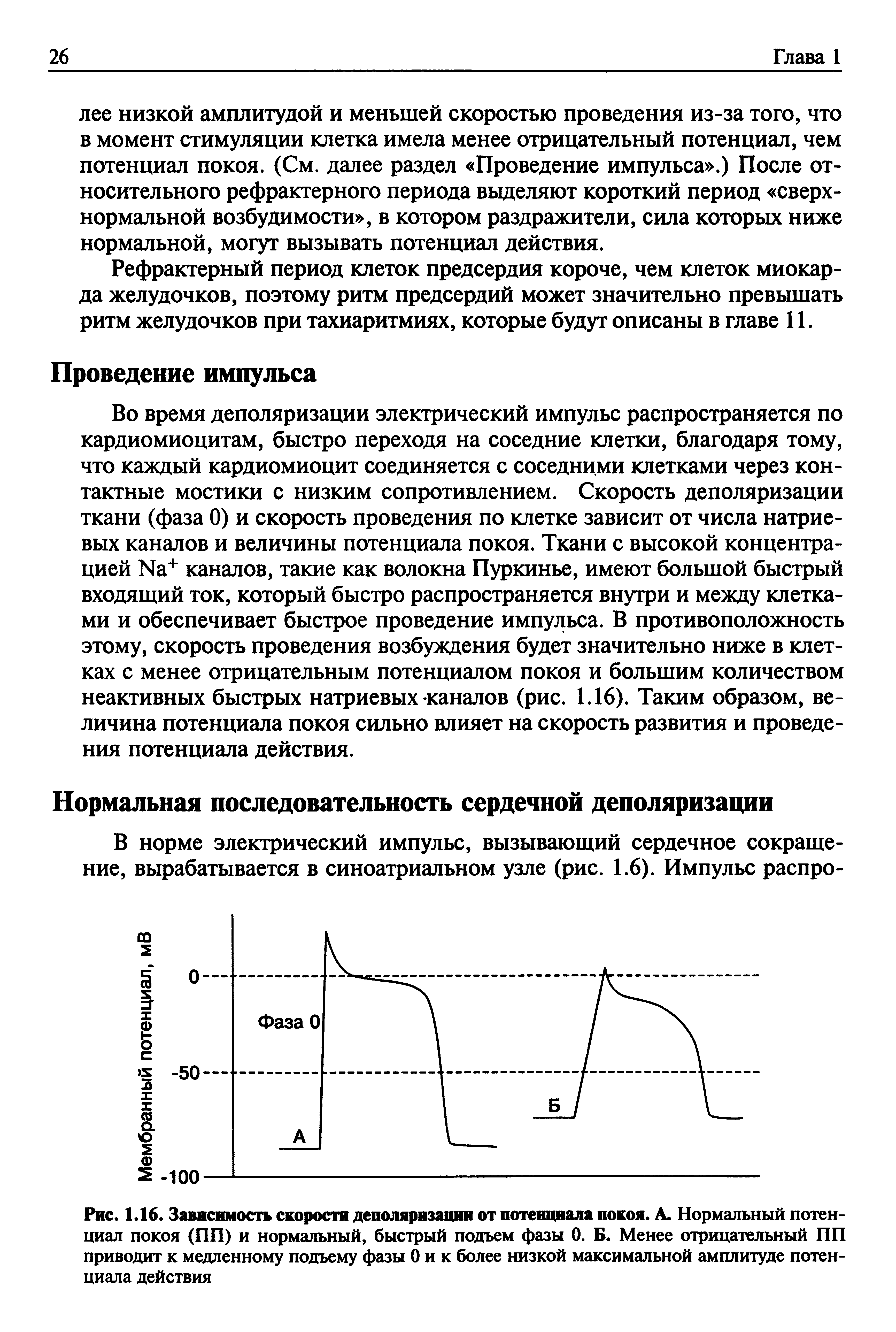 Рис. 1.16. Зависимость скорости деполяризации от потенциала покоя. А. Нормальный потенциал покоя (ПП) и нормальный, быстрый подъем фазы 0. Б. Менее отрицательный ПП приводит к медленному подъему фазы 0 и к более низкой максимальной амплитуде потенциала действия...