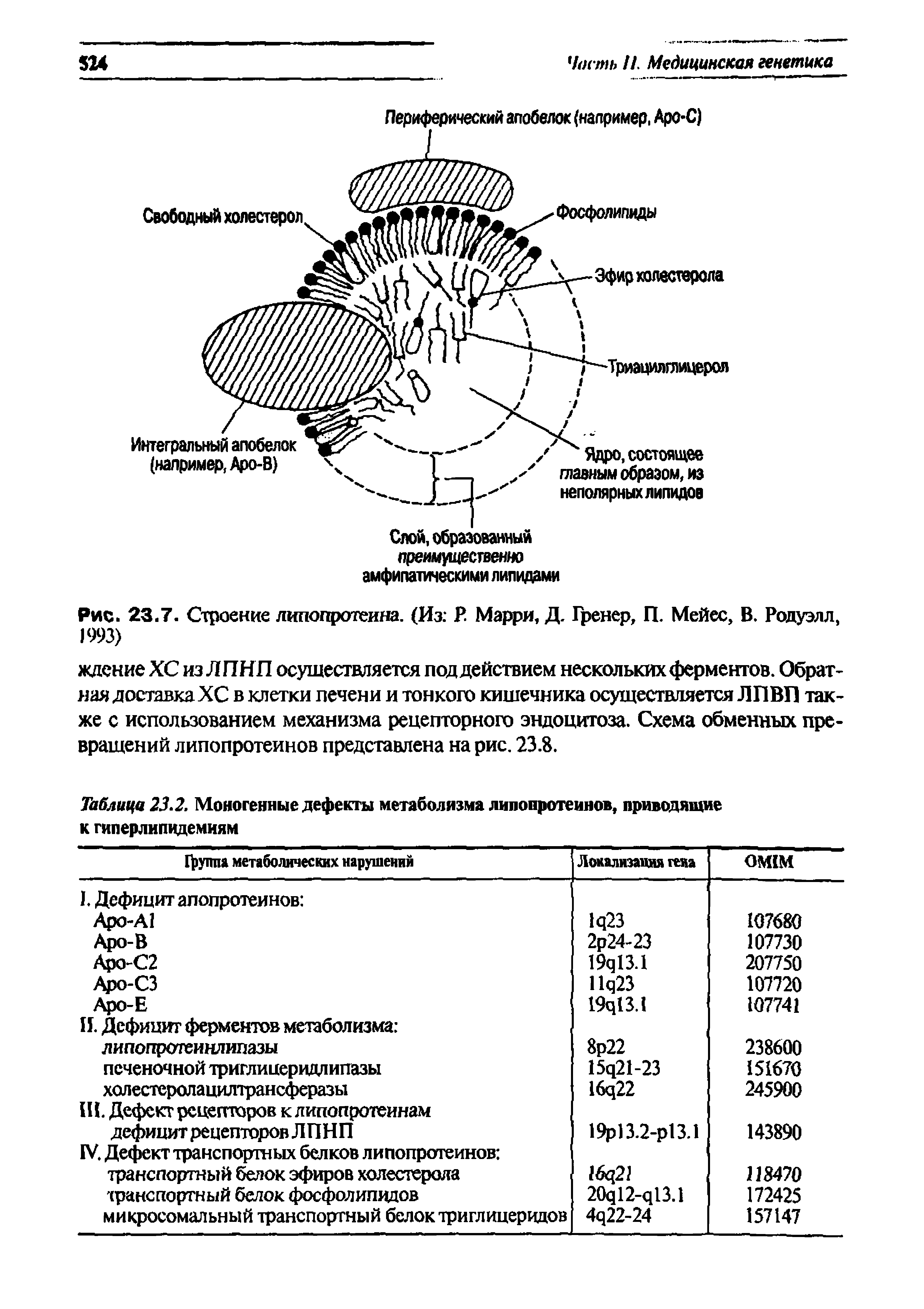 Рис. 23.7. Строение липопротеина. (Из Р Марри, Д. 1ренер, П. Мейес, В. Родуэлл, 1993)...