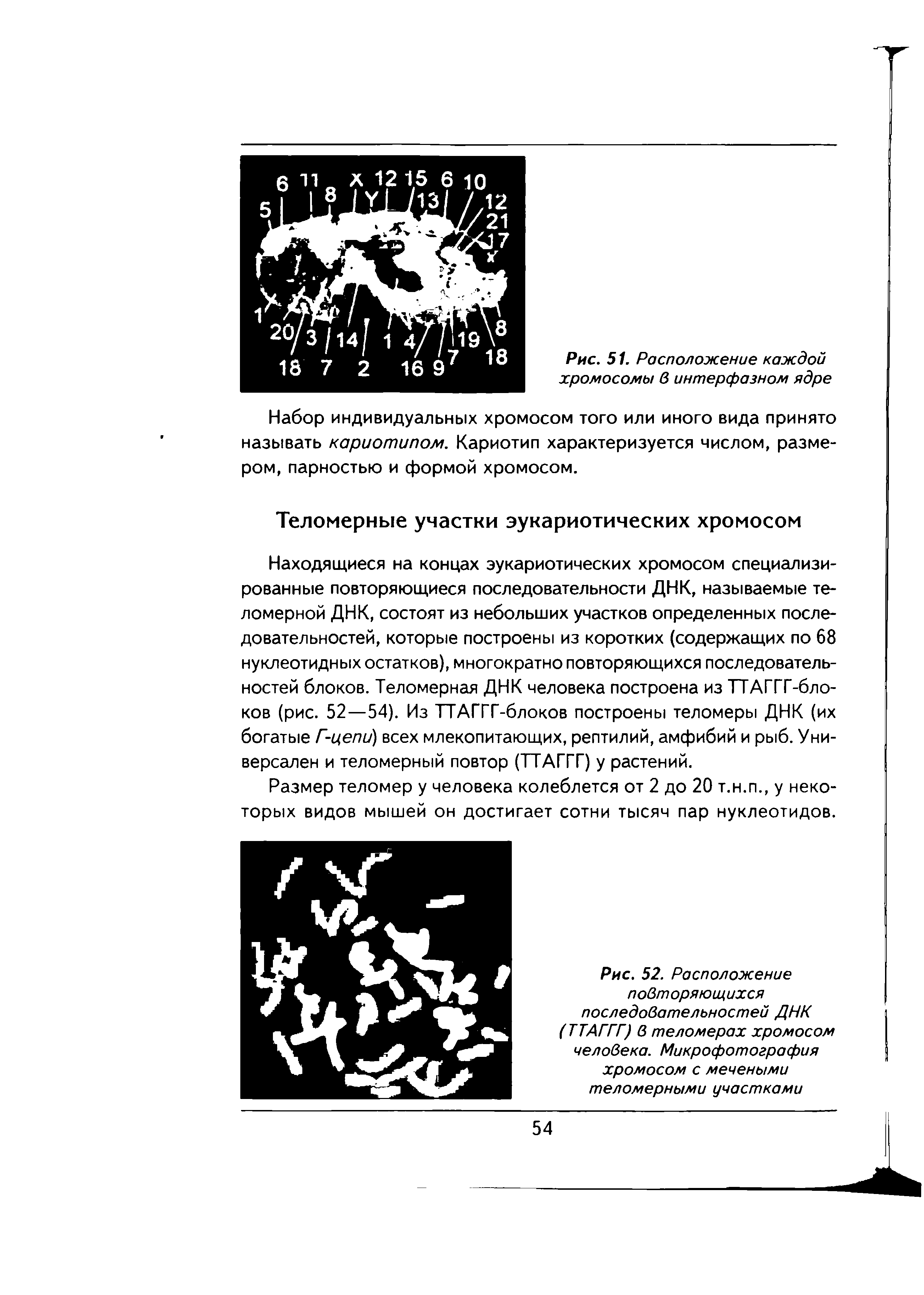 Рис. 52. Расположение повторяющихся последовательностей ДНК (ТТАГГГ) в теломерах хромосом человека. Микрофотография хромосом с мечеными теломерными участками...