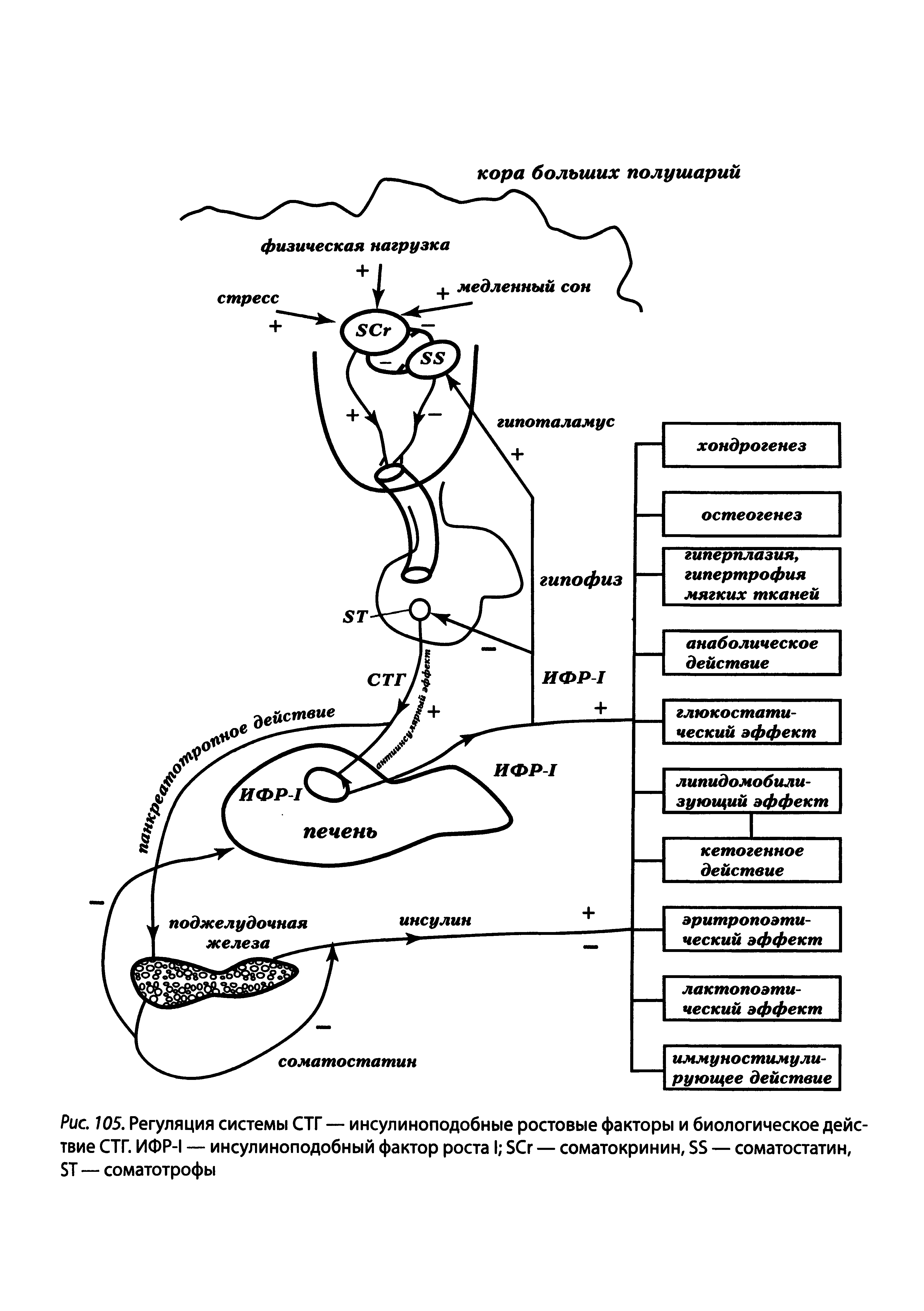 Рис. 105. Регуляция системы СТГ — инсулиноподобные ростовые факторы и биологическое действие СТГ. ИФР-1 — инсулиноподобный фактор роста I SC — соматокринин, SS — соматостатин, ST — соматотрофы...