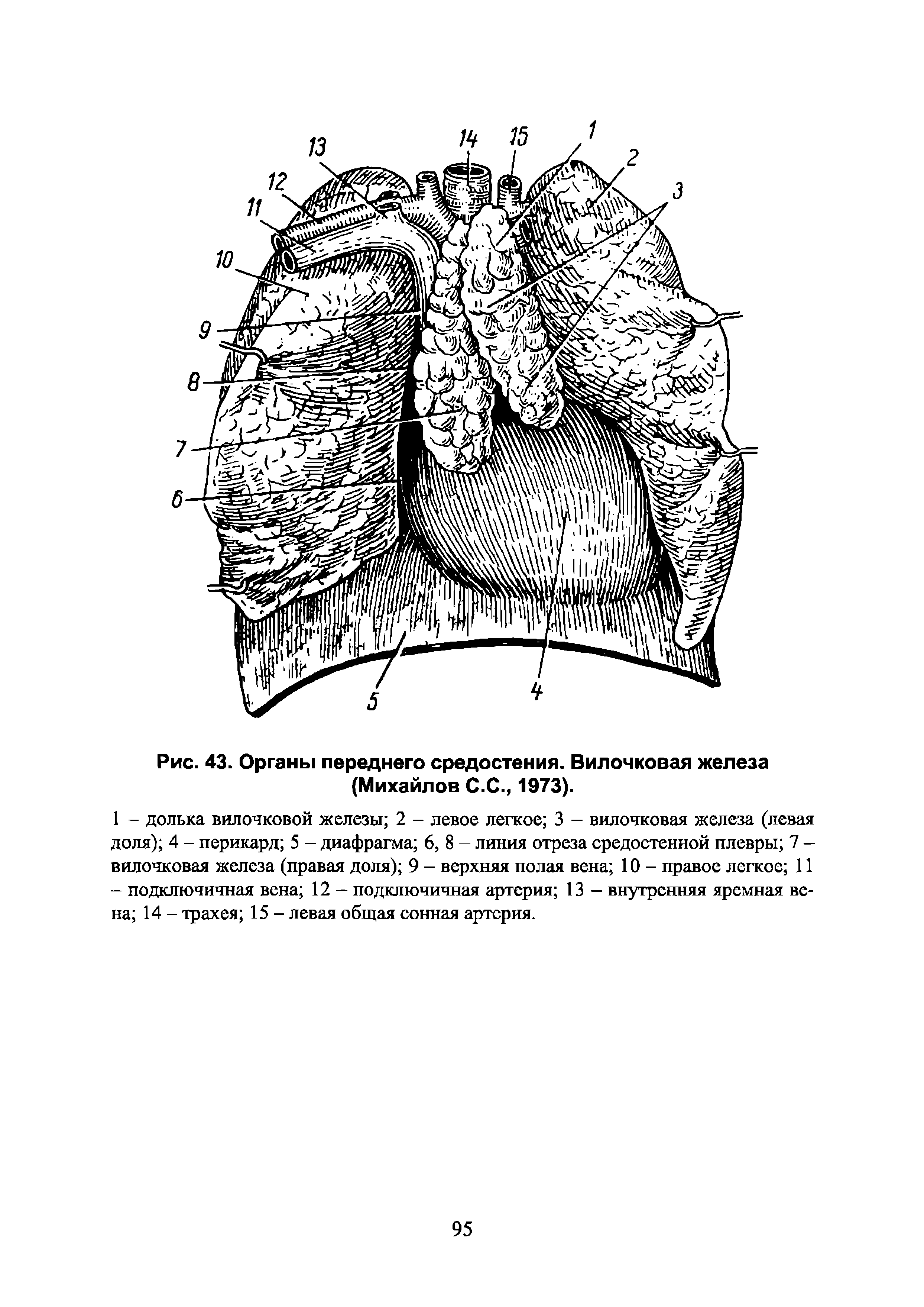 Рис. 43. Органы переднего средостения. Вилочковая железа (Михайлов С.С., 1973).