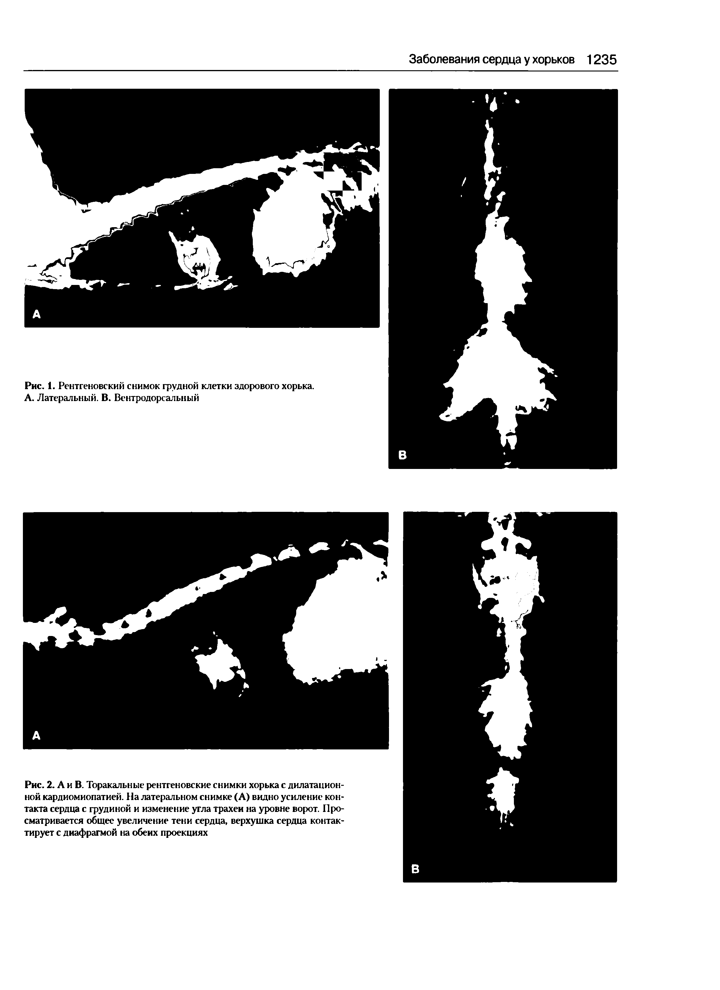 Рис. 2. А и В. Торакальные рентгеновские снимки хорька с дилатационной кардиомиопатией. На латеральном снимке (А) видно усиление контакта сердца с грудиной и изменение угла трахеи на уровне ворот. Просматривается общее увеличение тени сердца, верхушка сердца контактирует с диафрагмой на обеих проекциях...