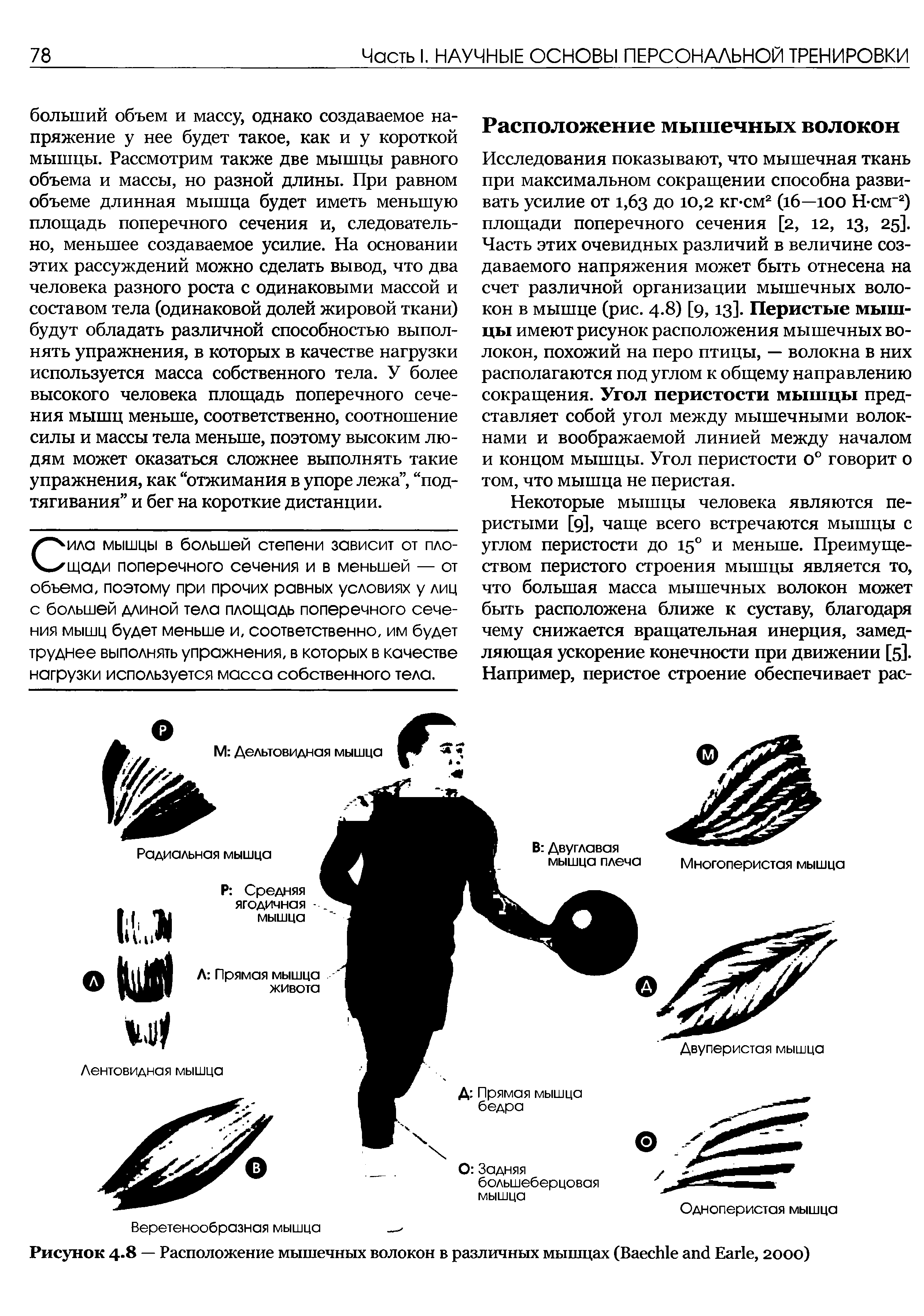 Рисунок 4.8 — Расположение мышечных волокон в различных мышцах (B E , 2000)...