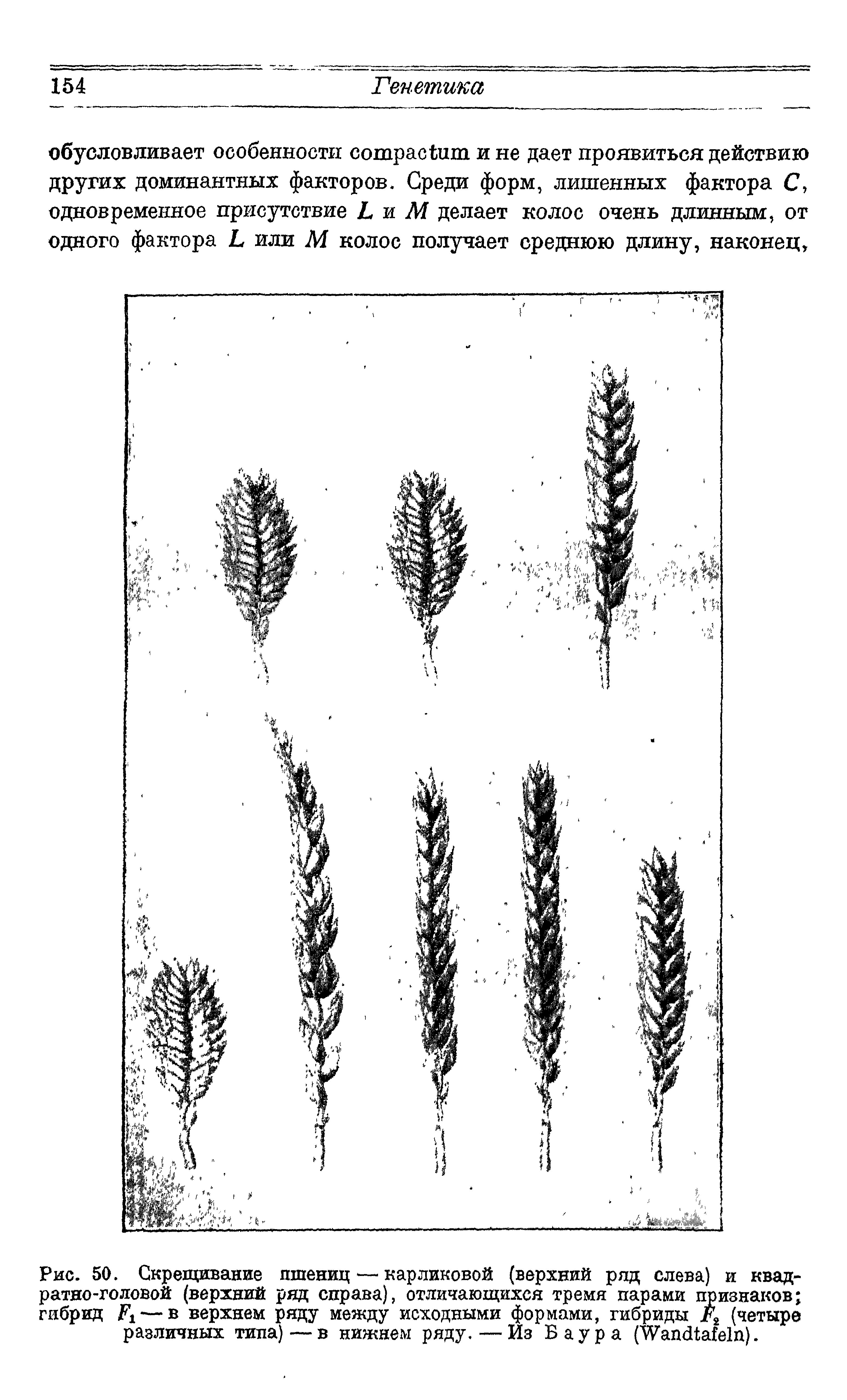 Рис. 50. Скрещивание пшениц—карликовой (верхний ряд слева) и квадратно-головой (верхний ряд справа), отличающихся тремя парами признаков гибрид F — в верхнем ряду между исходными формами, гибриды Д (четыре различных типа) — в нижнем ряду.—Из Баура (W ).