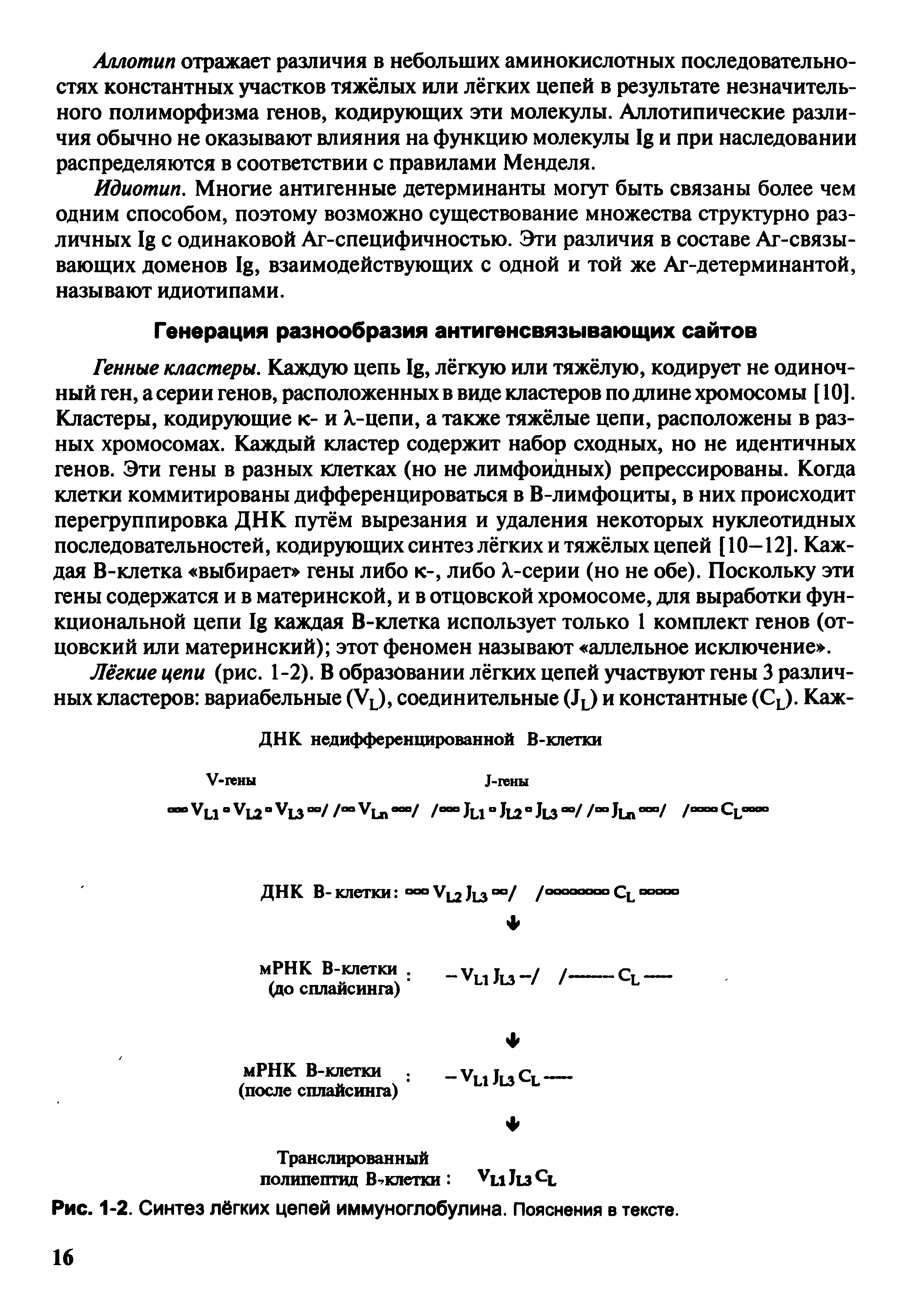 Рис. 1 2. Синтез лёгких цепей иммуноглобулина. Пояснения в тексте.