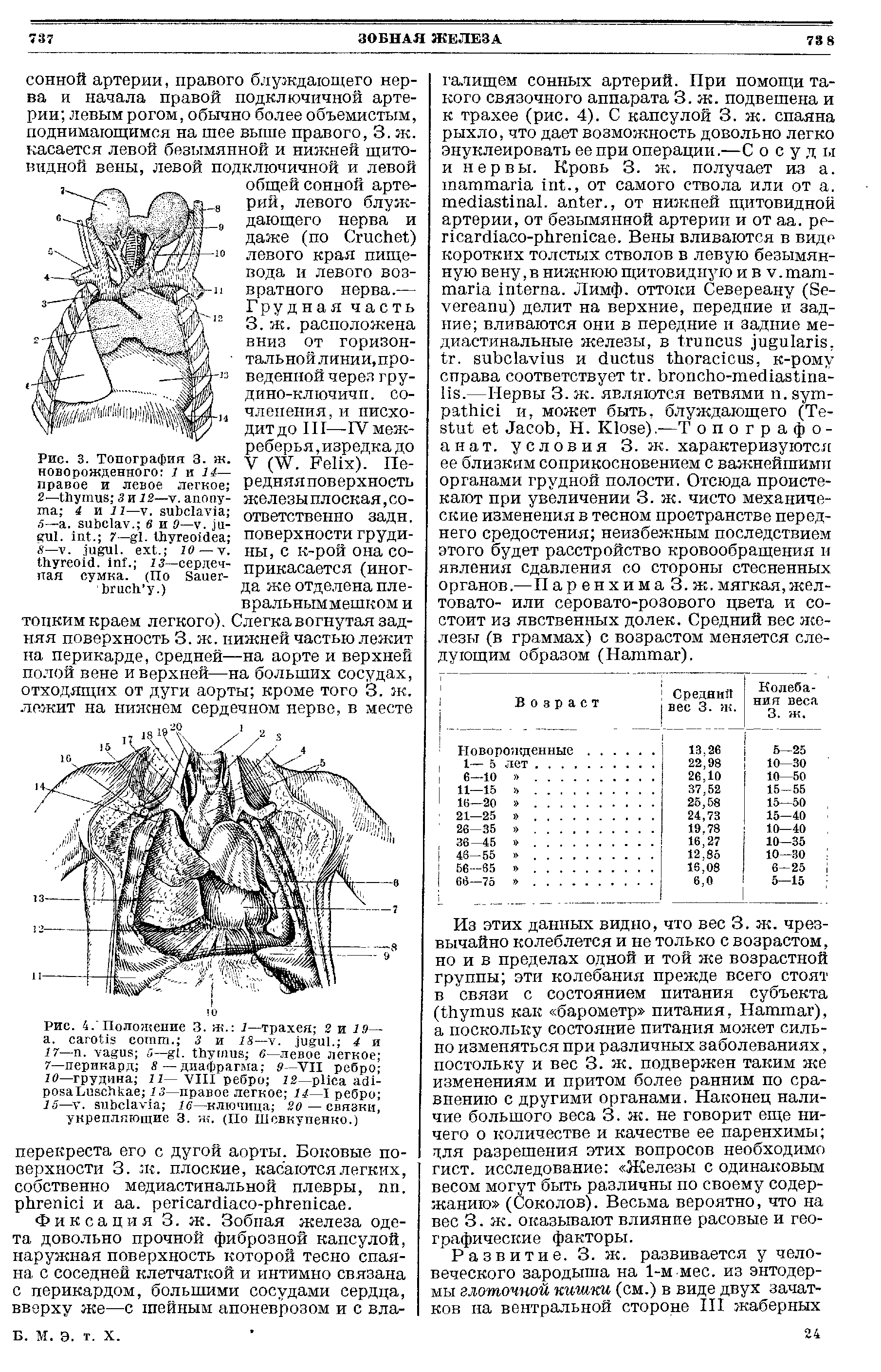 Рис. 3. Топография 3. ж. новорожденного 1 и 14— правое и левое легкое 2— 3 и 12— . - 4 и 11— . . 5— . . в и 0— . - . . 7— . I 8— . . . 10— . , . 13—сердечная сумка. (По S - .)...