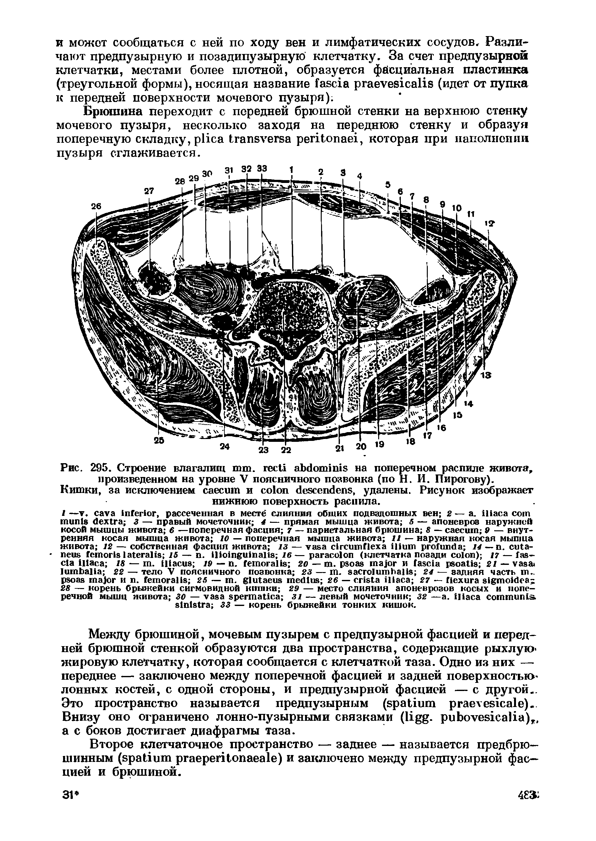 Рис. 295. Строение влагалищ . на поперечном распиле живота, произведенном на уровне V поясничного позвонка (по Н. И. Пирогову).